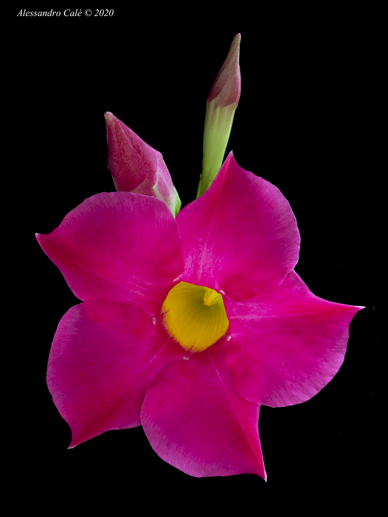 Mandevilla Lindl or Dipladenia 8195
