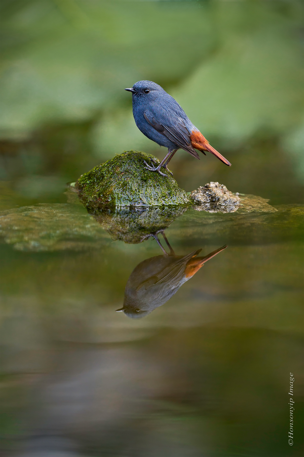 Plumbeous Water-Redstart