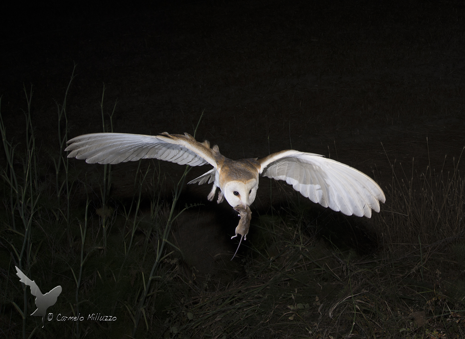 _Tyto alba_ Night Hunt