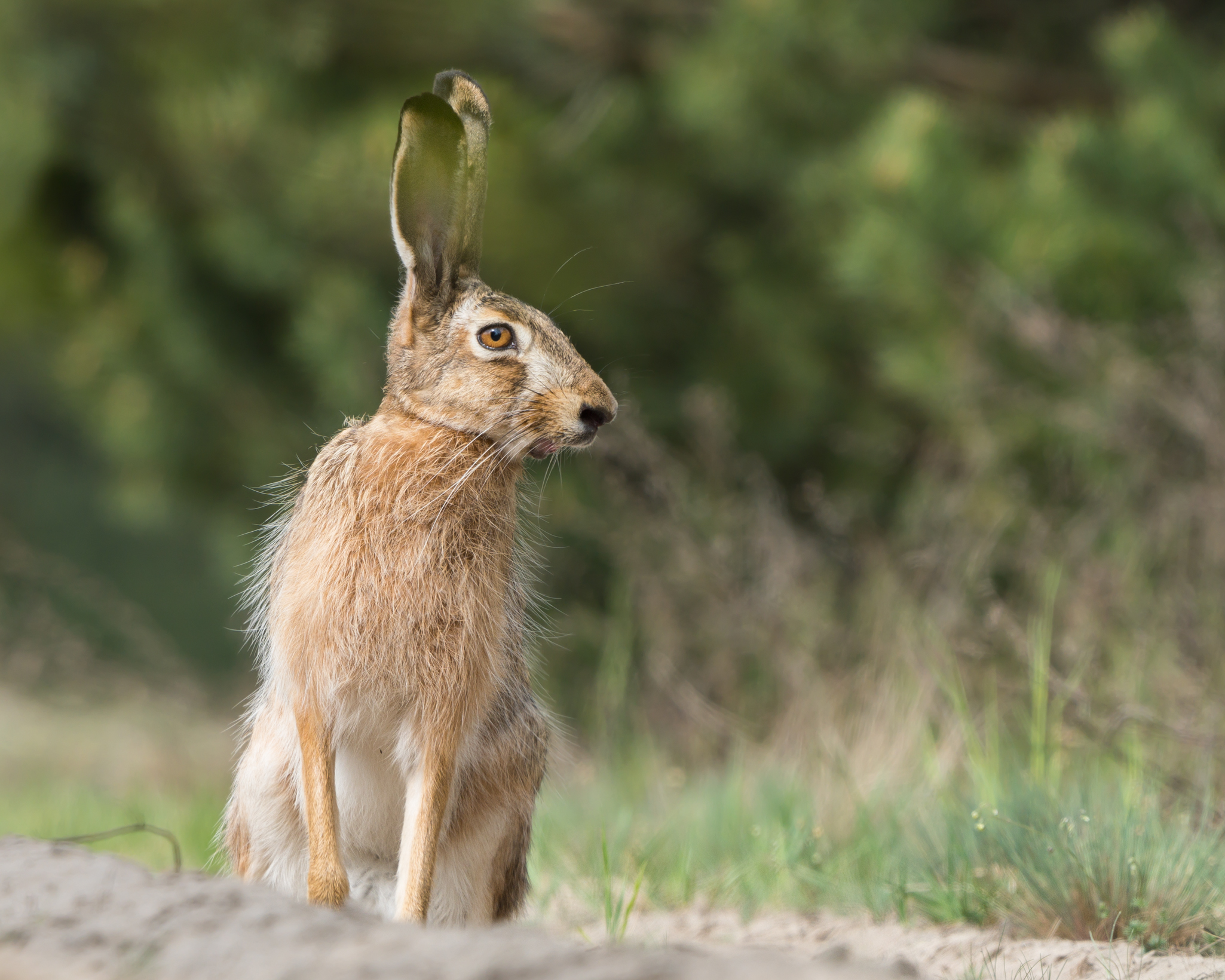 Lepre marrone (Lepus europaeus)