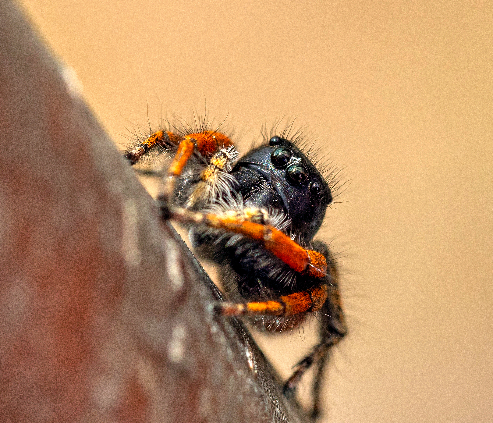Philaeus chrysops maschio