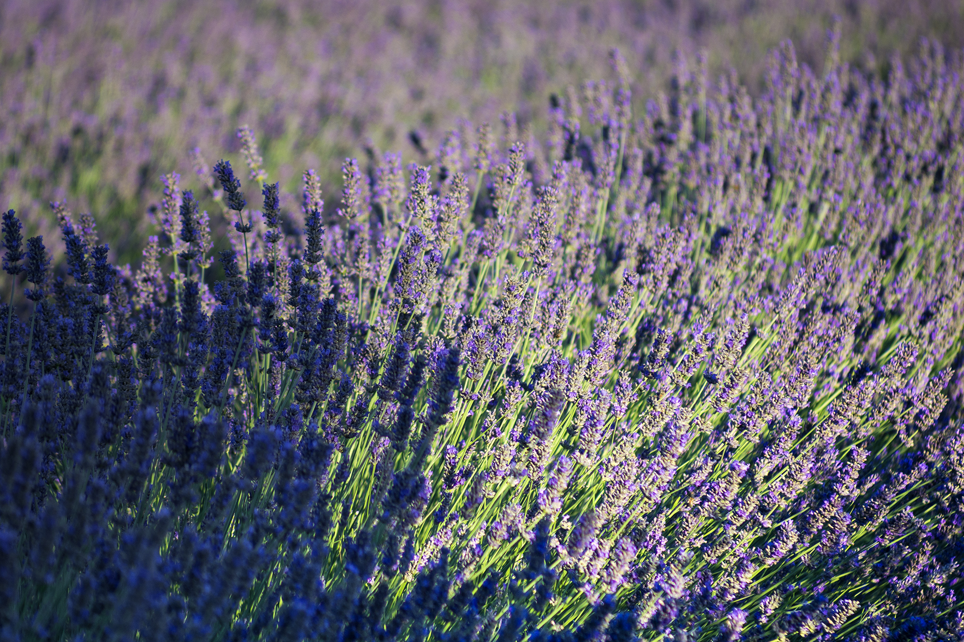 Lavender in Cà di Mello, Delta del Po