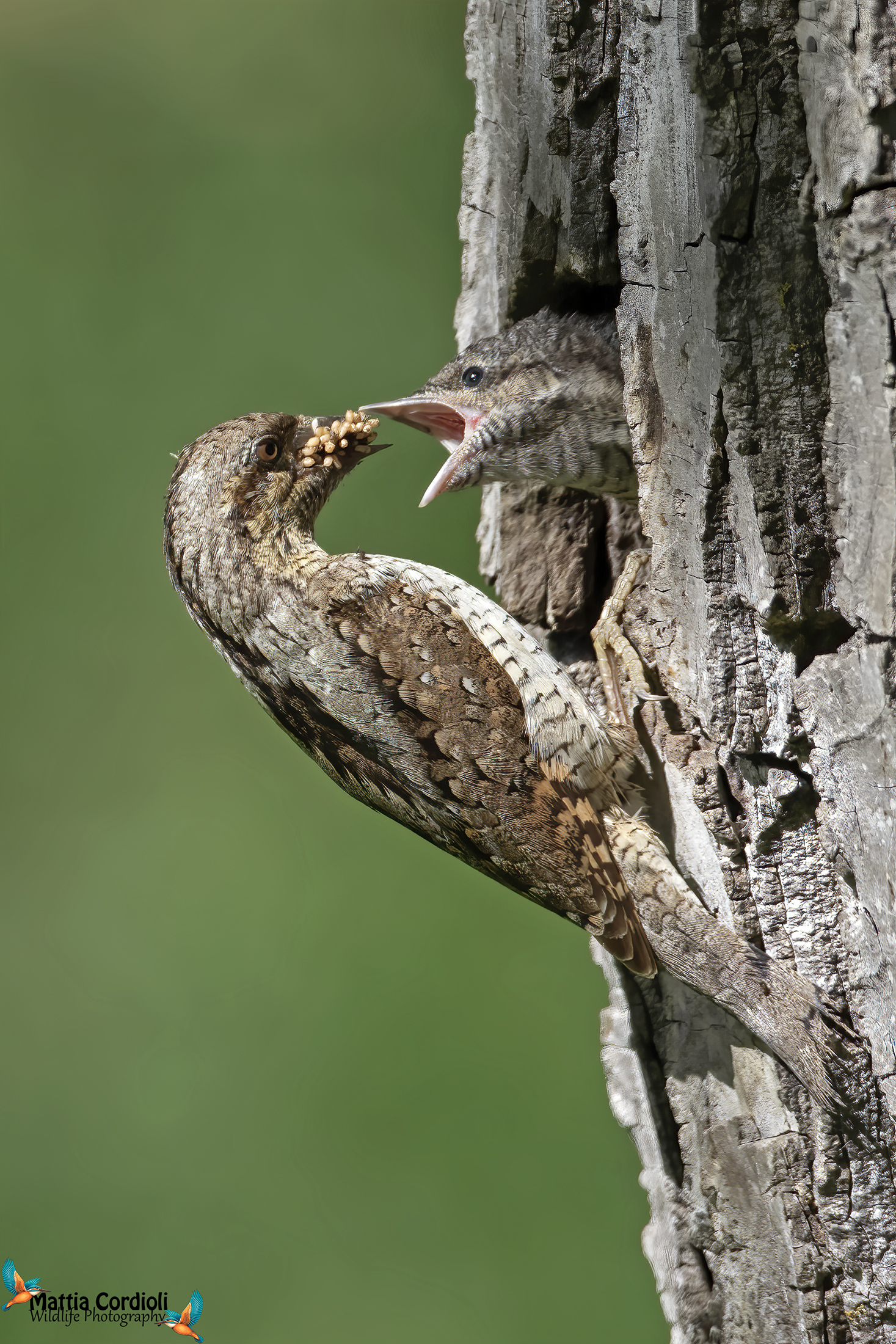 The last one imbepied!