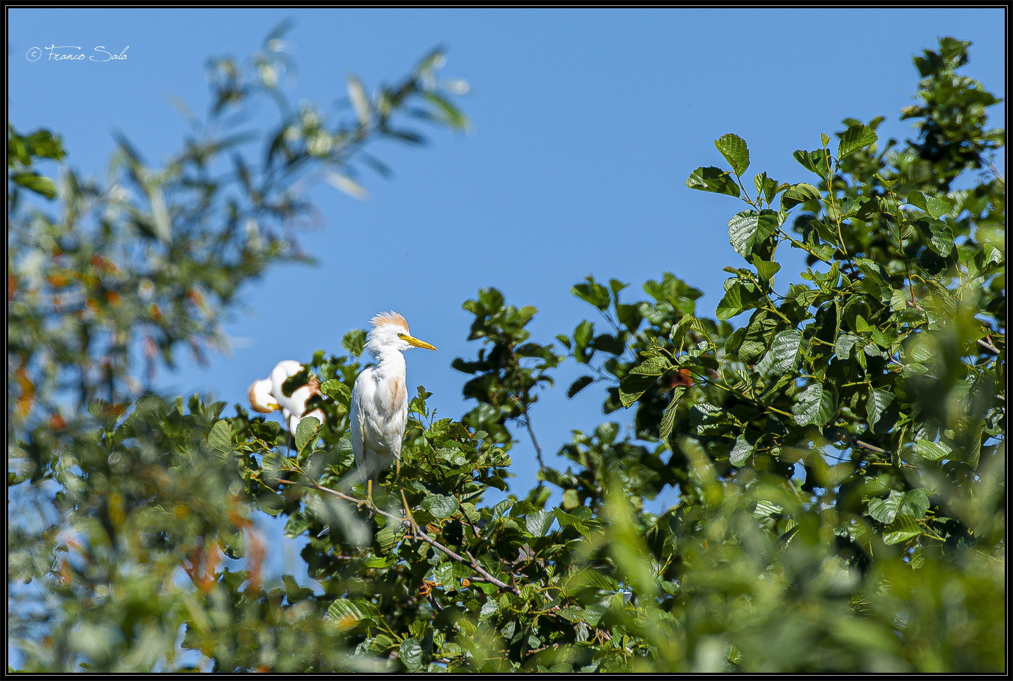 Celpenchio's Garzaia