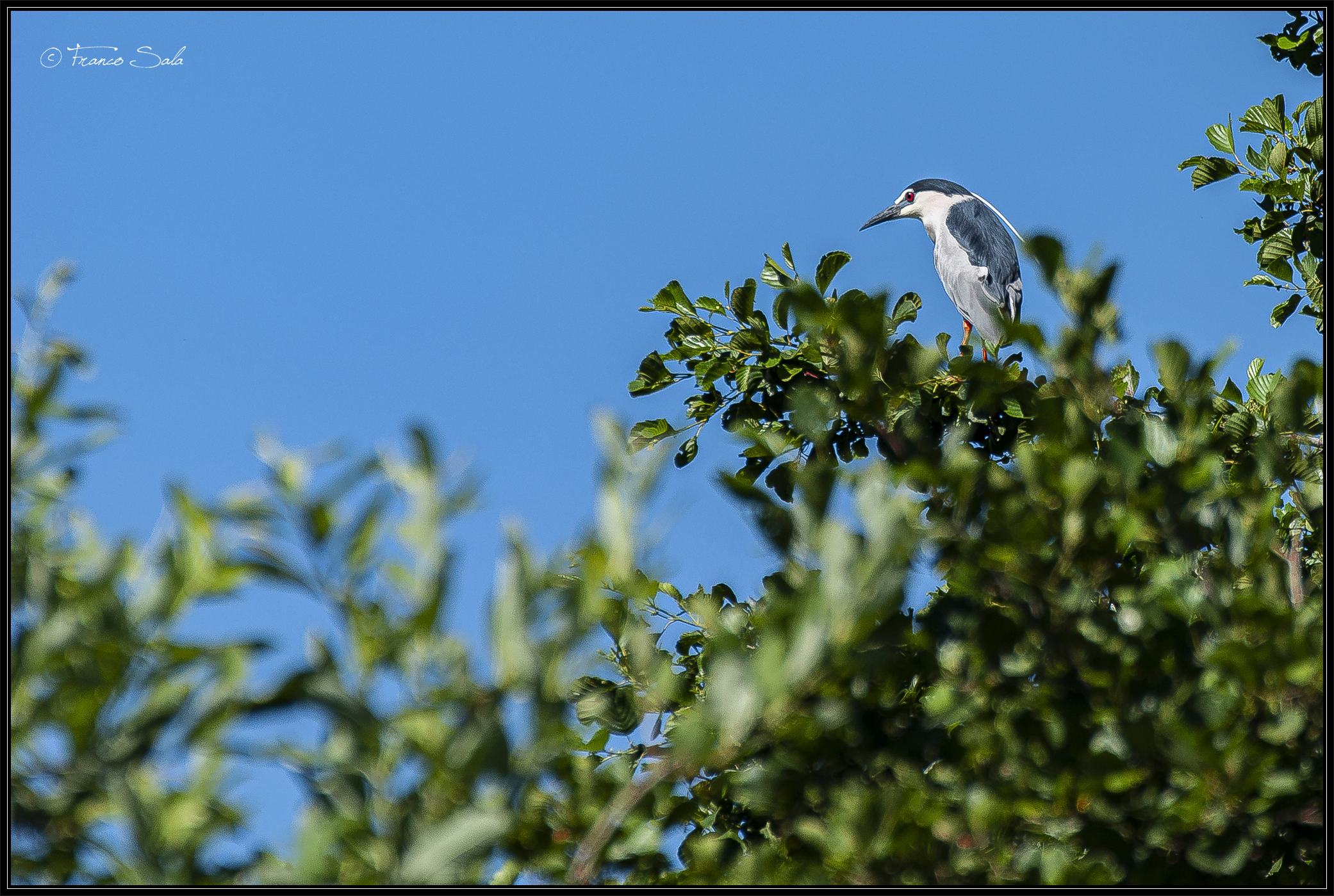 Celpenchio's Garzaia