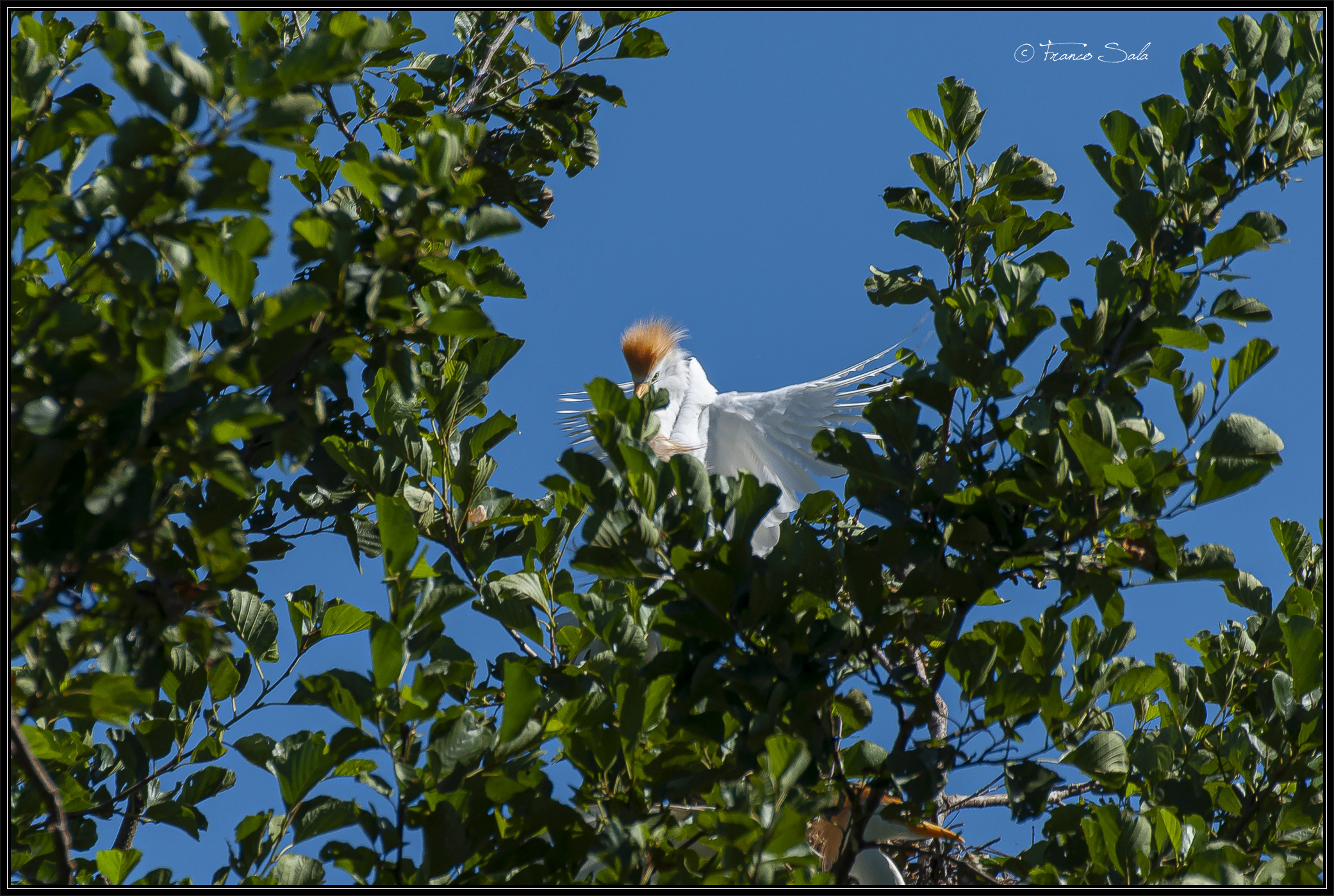 Celpenchio's Garzaia