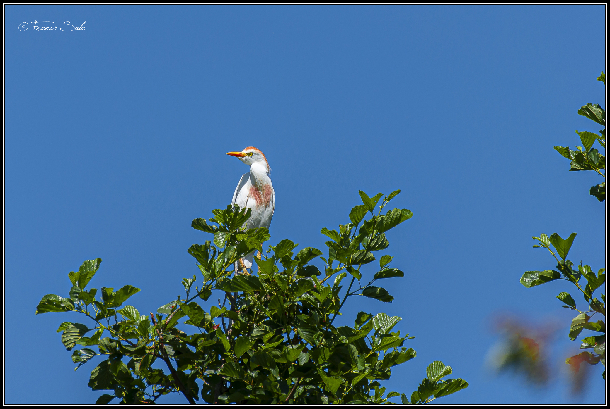 Celpenchio's Garzaia