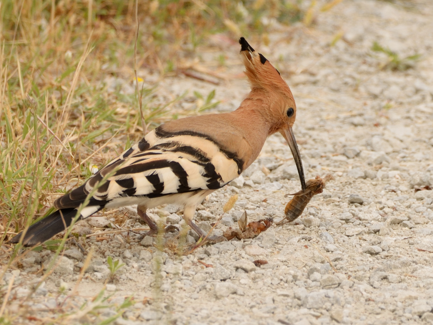 Hoopoe