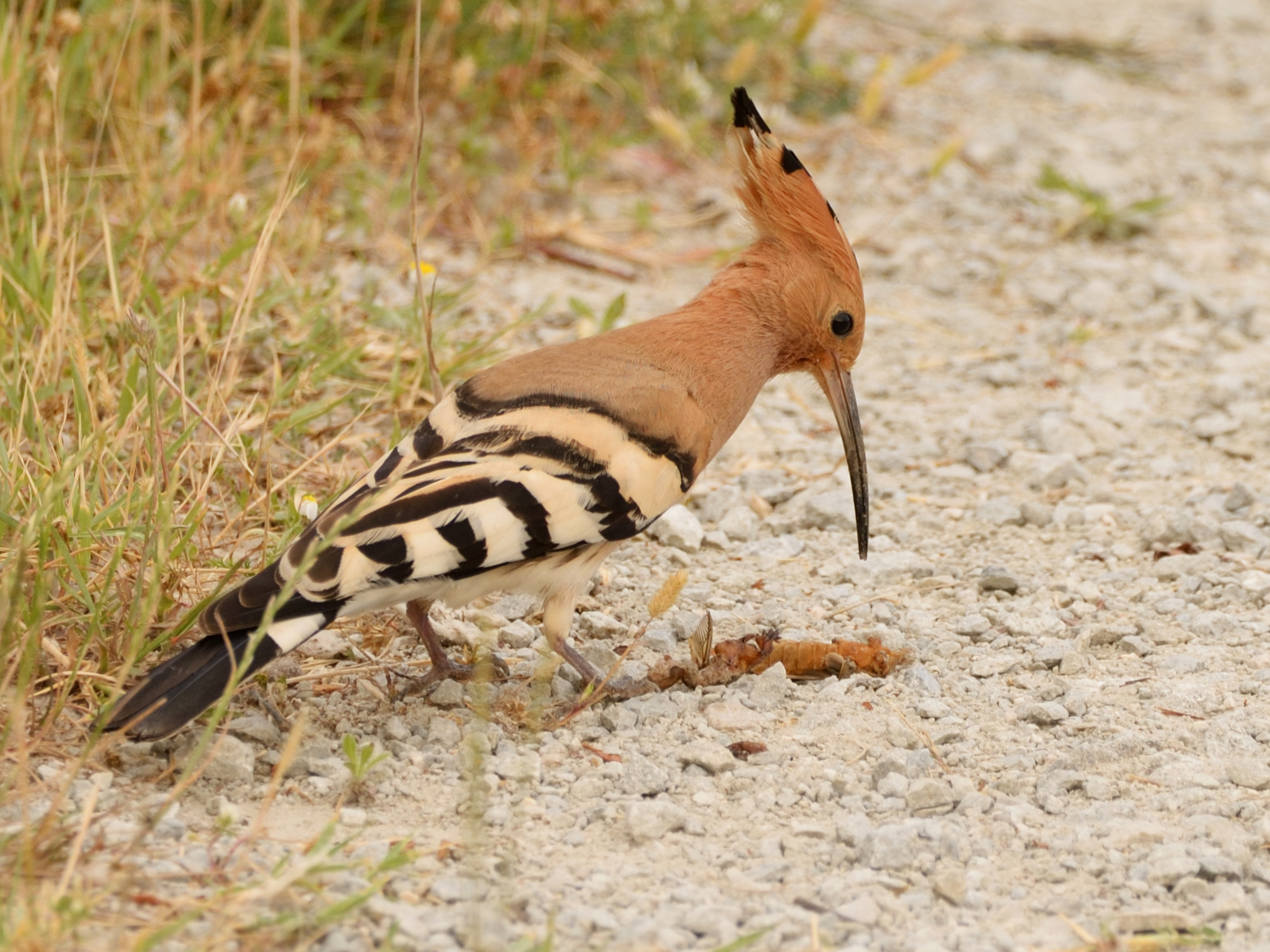 Hoopoe