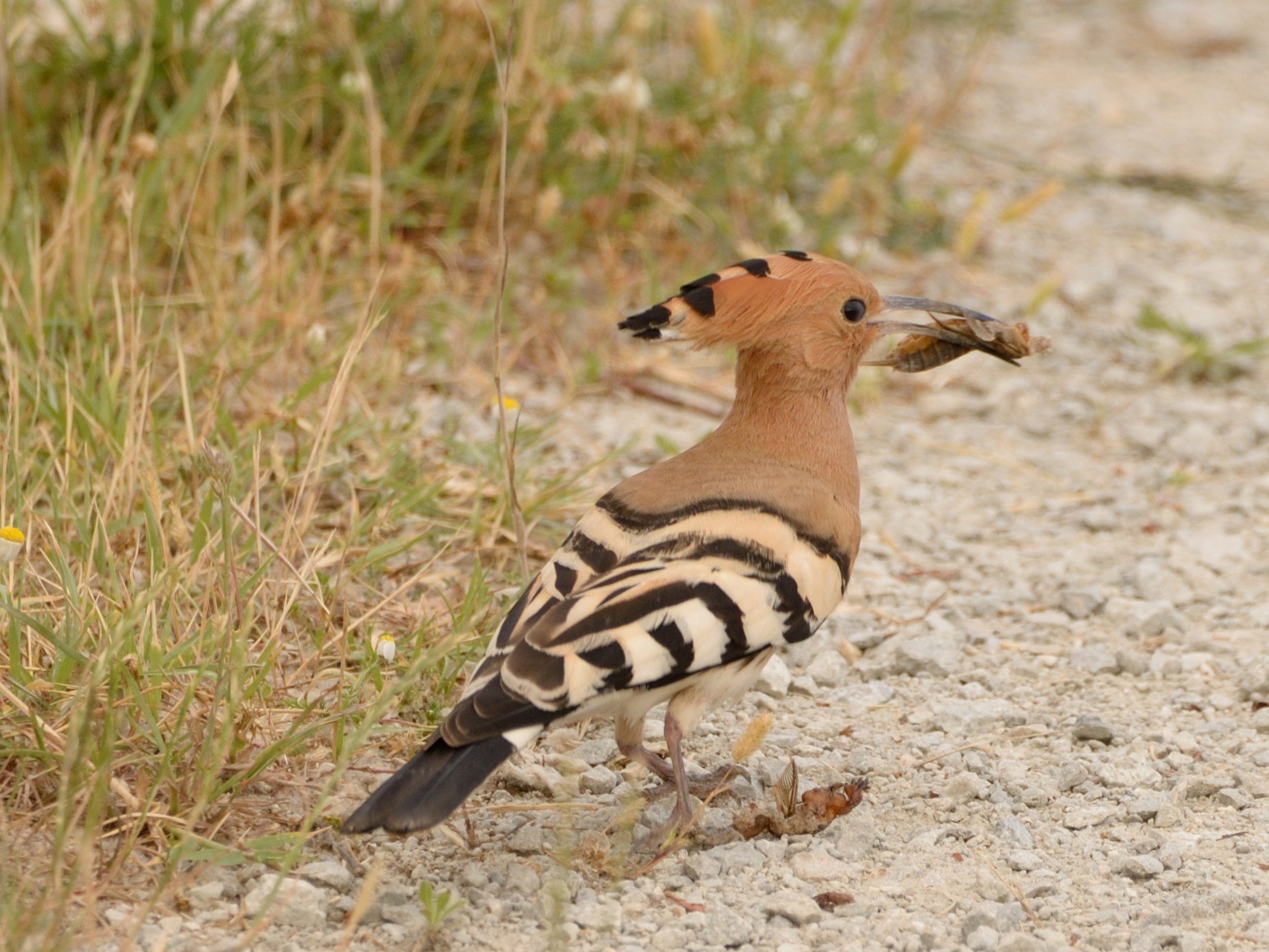 Hoopoe