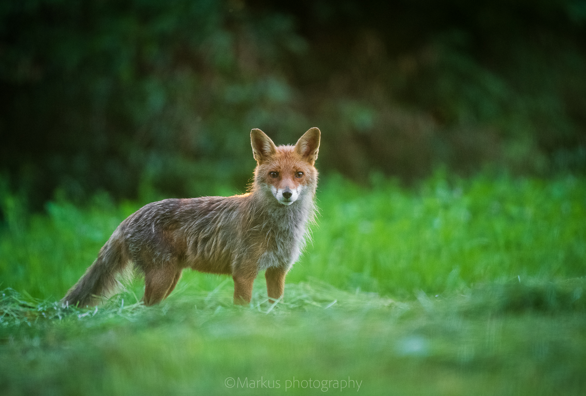 Vulpes vulpes