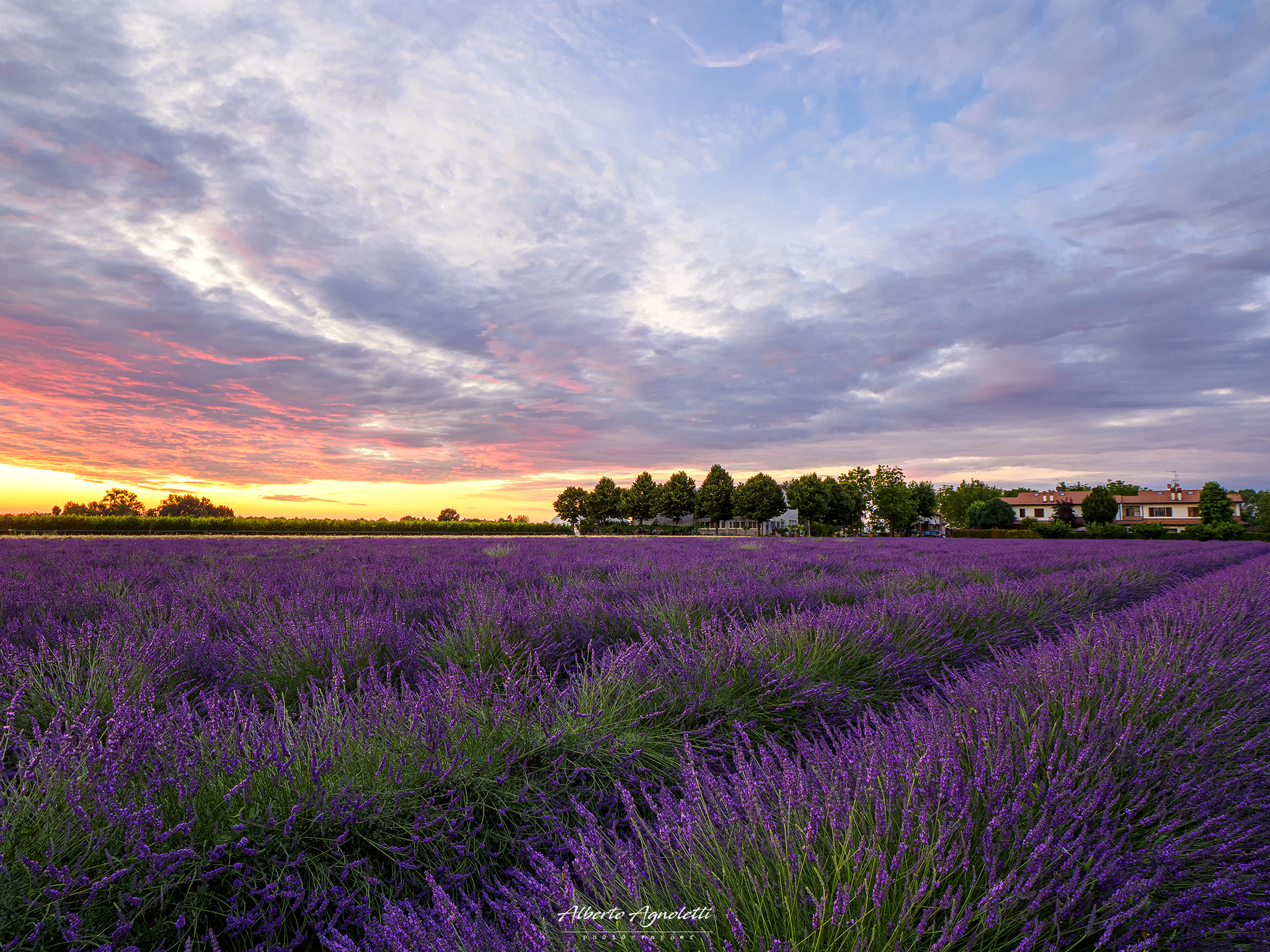 La lavanda Forlivese