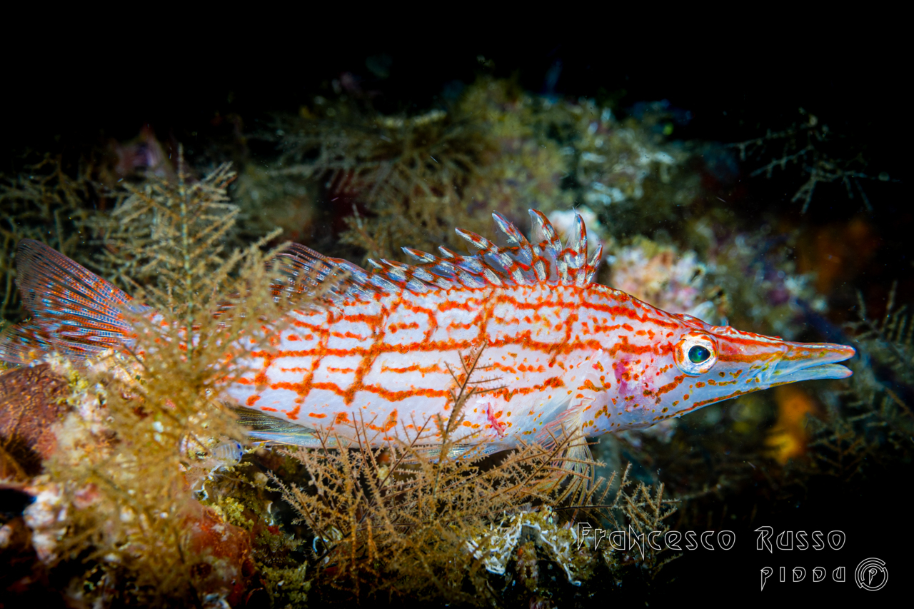 Longnose Hawkfish