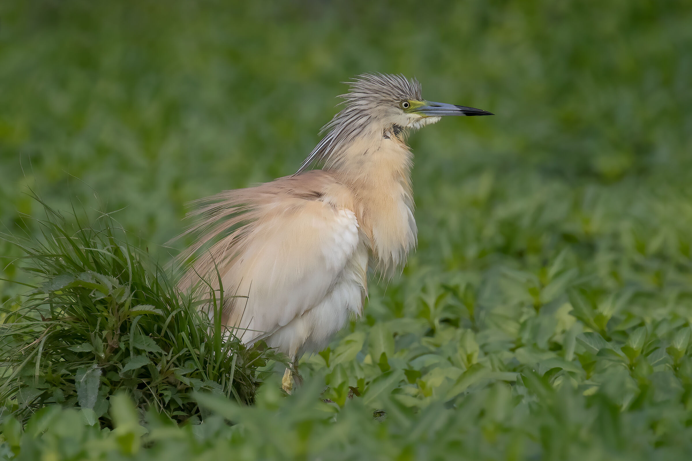 Sgarza ciuffetto arruffata