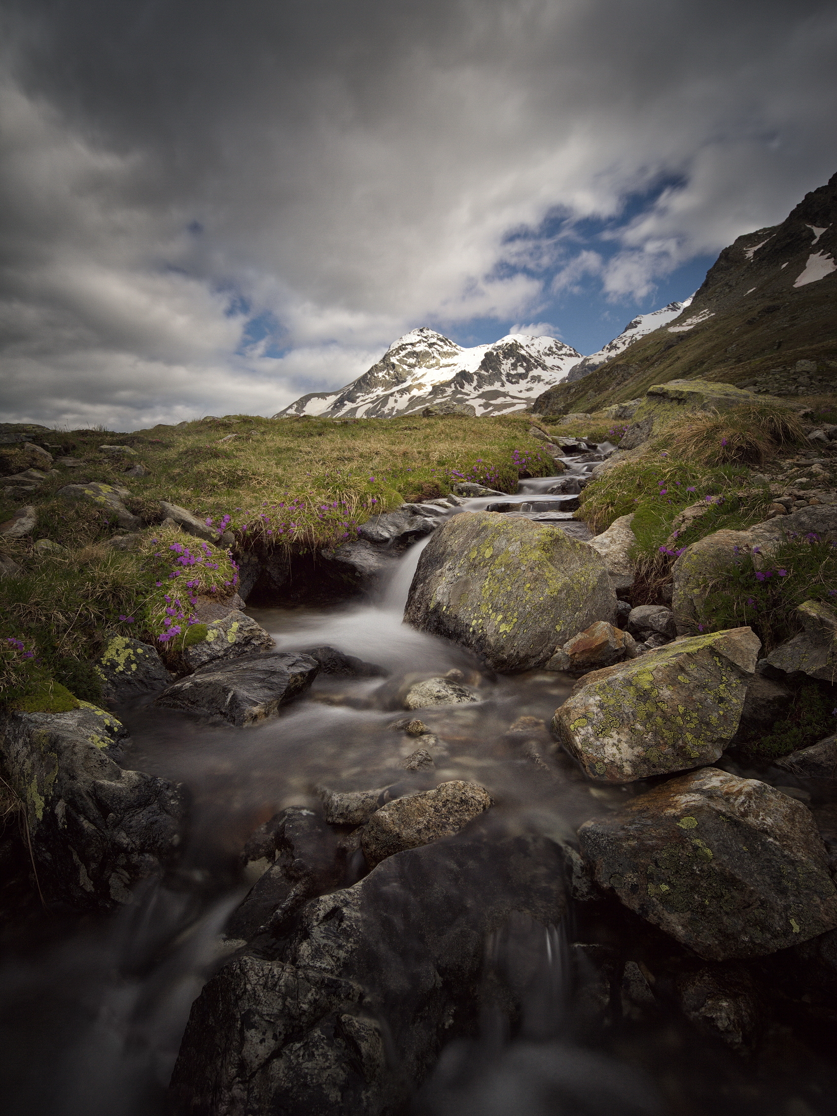 Primules at Cambrena