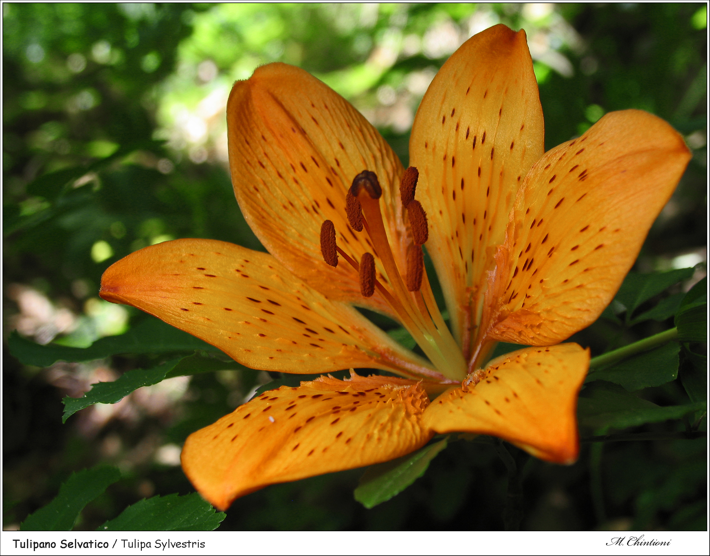 Giglio di S. Giovanni - Lilium Bulbiferum sub. Croceum