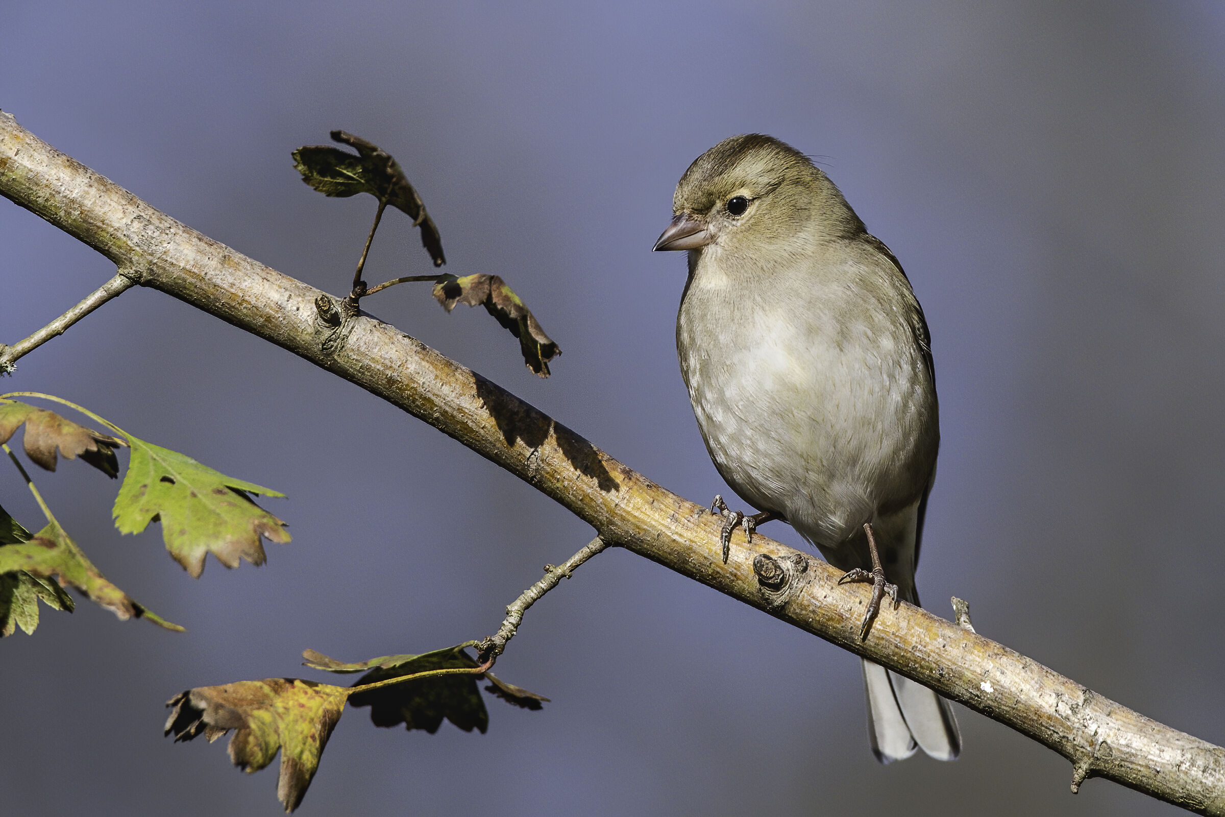 tra i rami del bosco