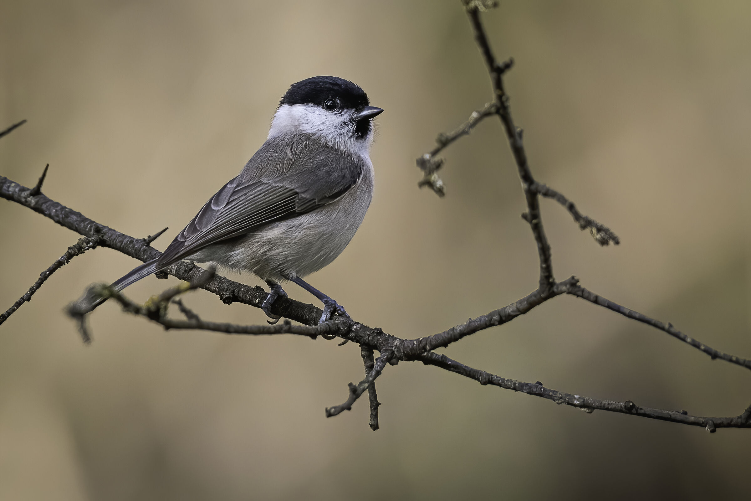 La bigia sul rametto