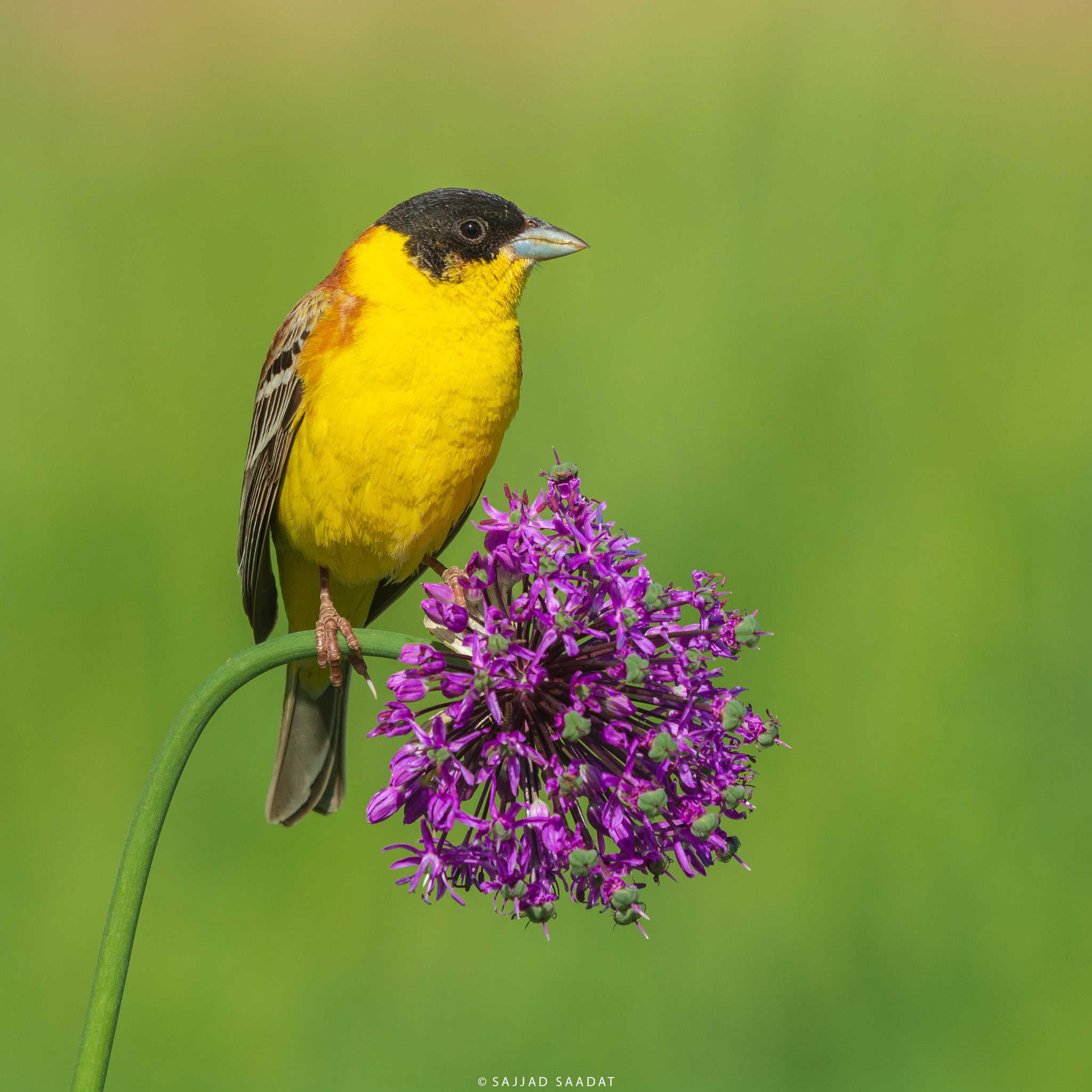 Black-headed bunting