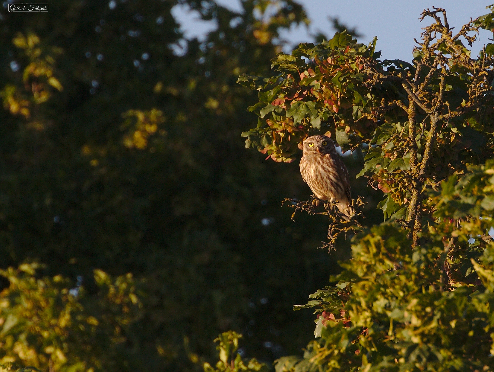 Owl at sunset