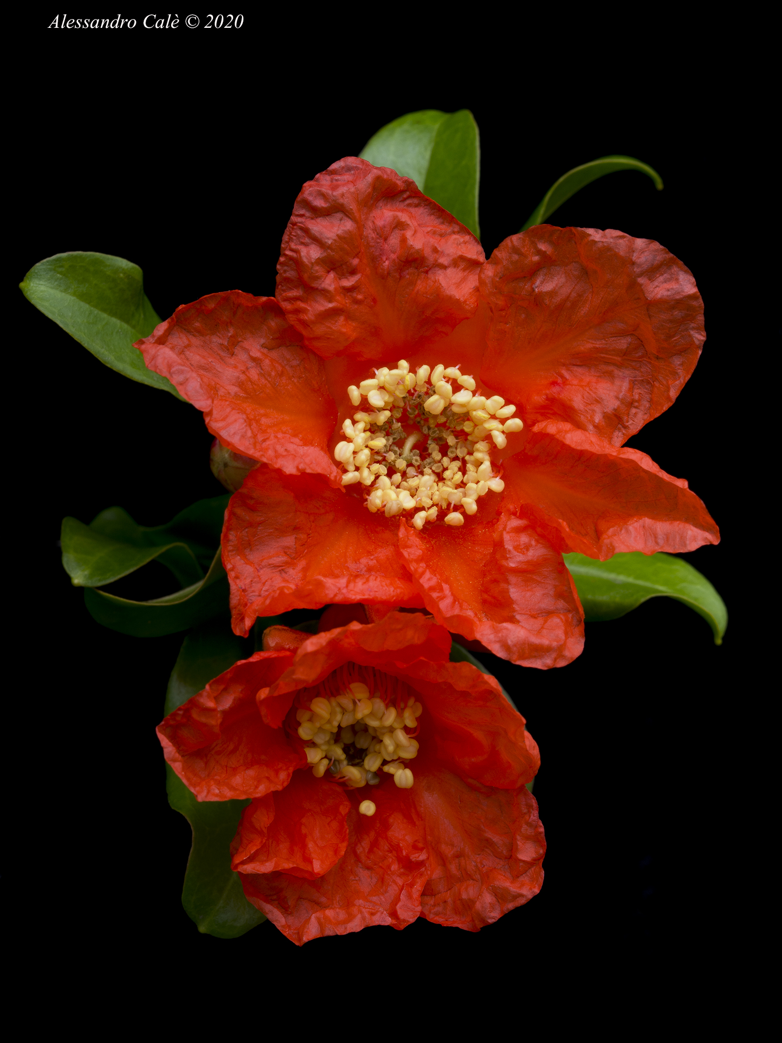 Punica granatum (Melograno) 8208