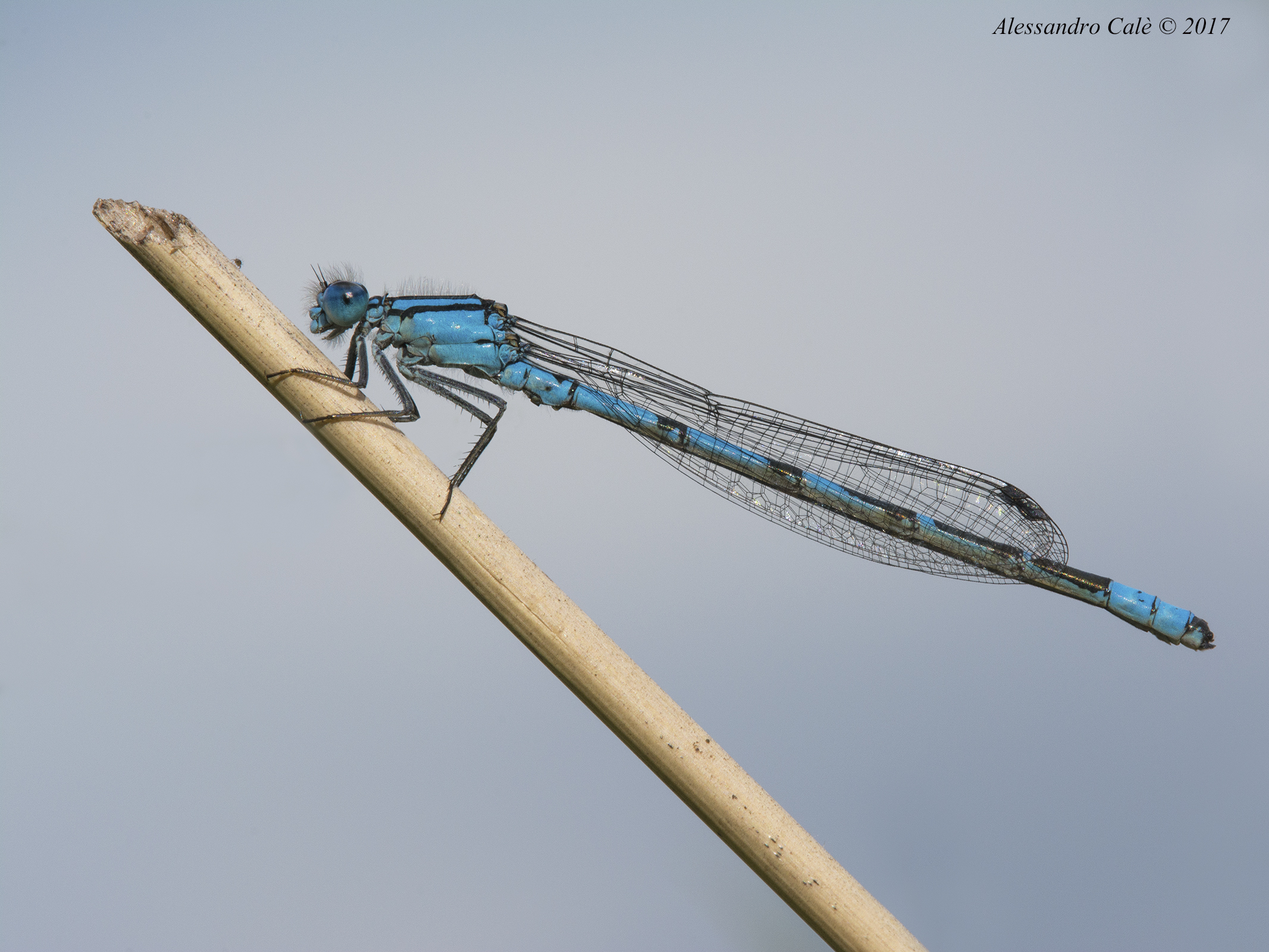 Enallagma cyathigerum 8859