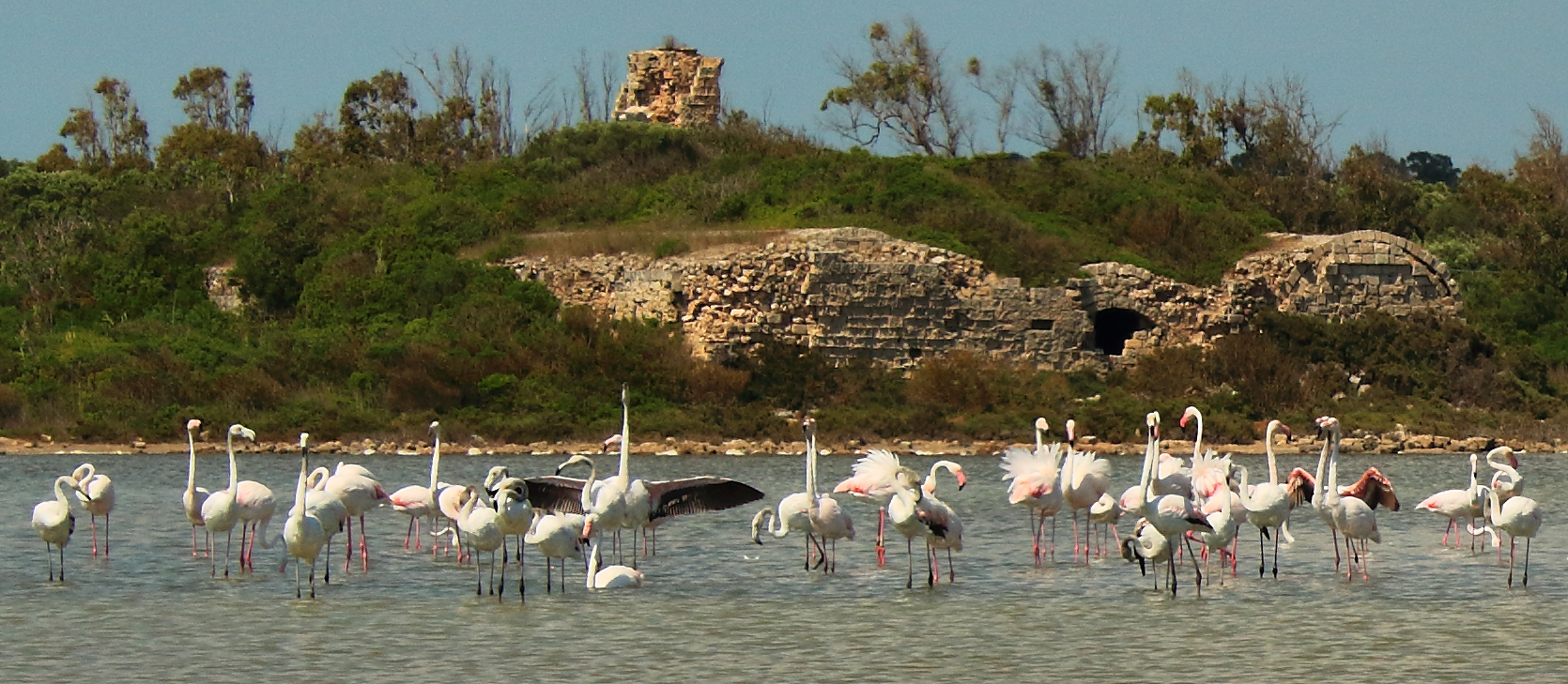 Fenicotteri Rosa