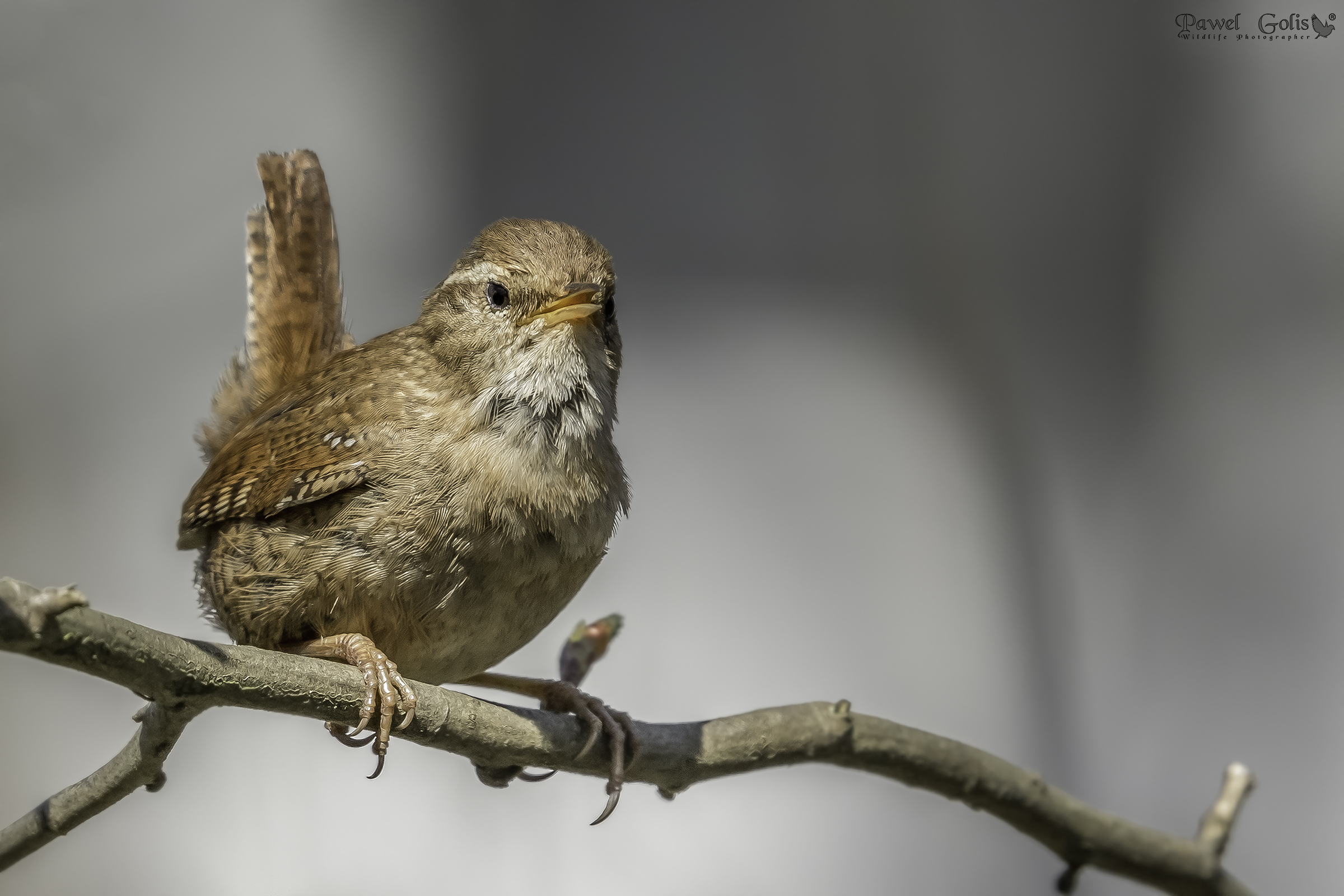 Wren eurasiatico ( Troglodytes troglodytes)