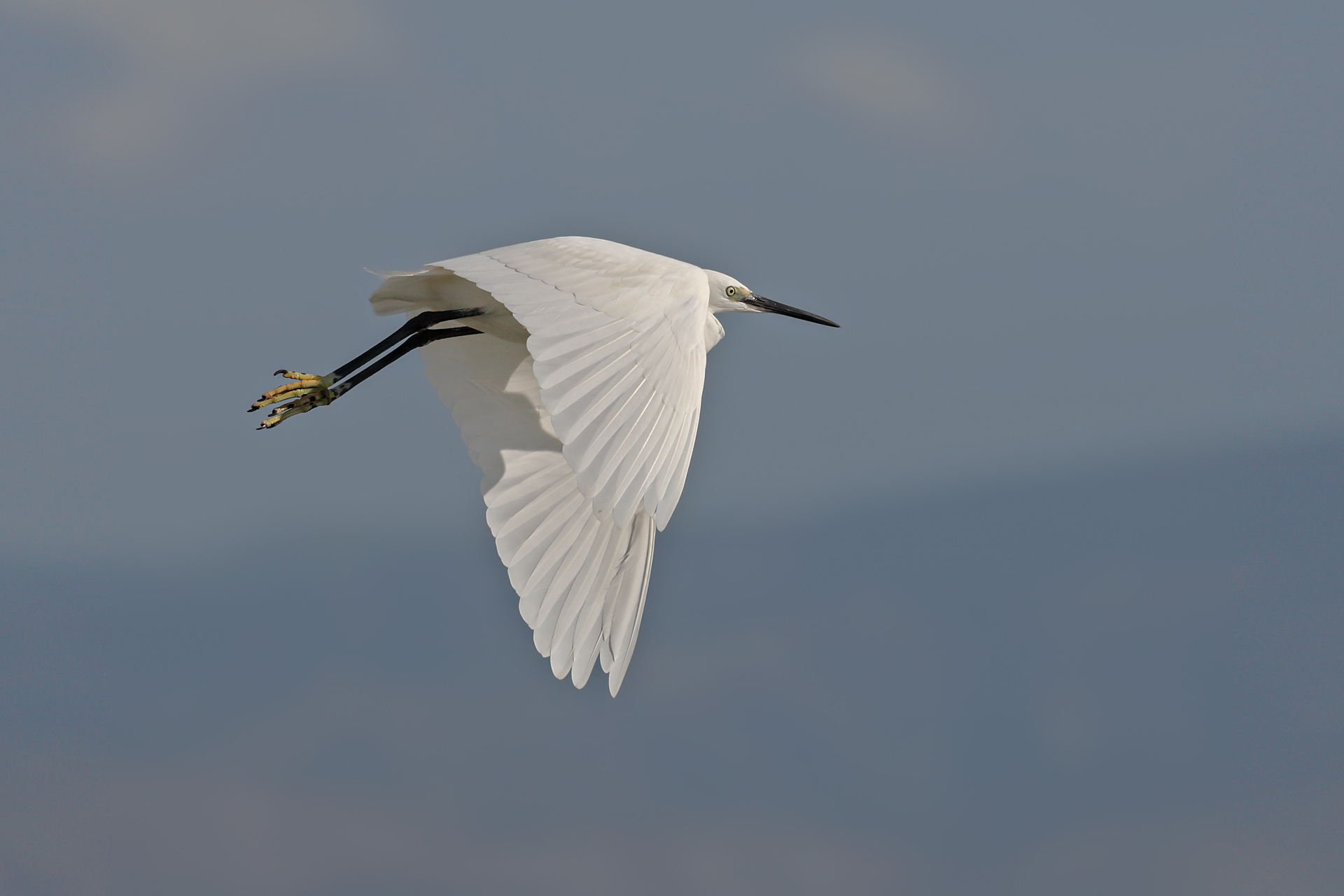 bianco blu