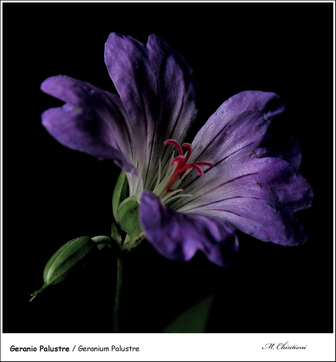 Geranio Palustre ???