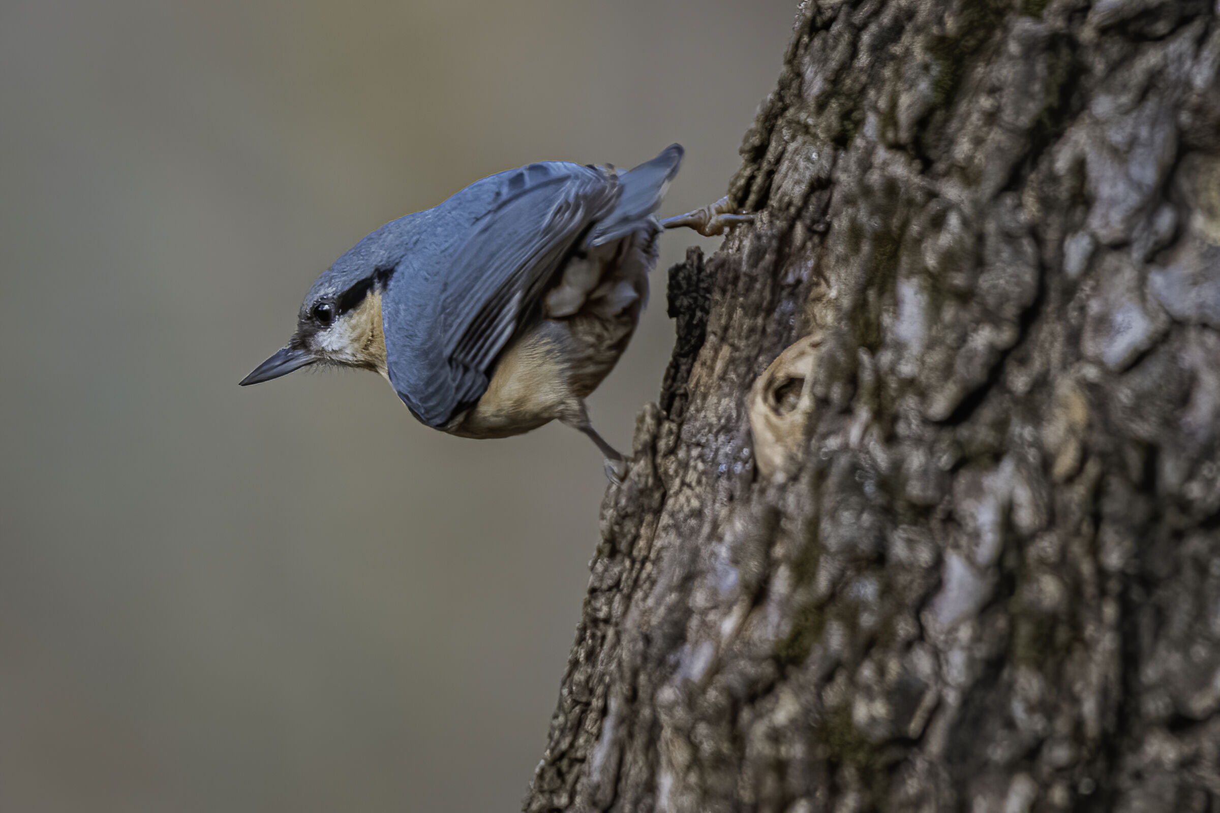 Picchio muratore n.2