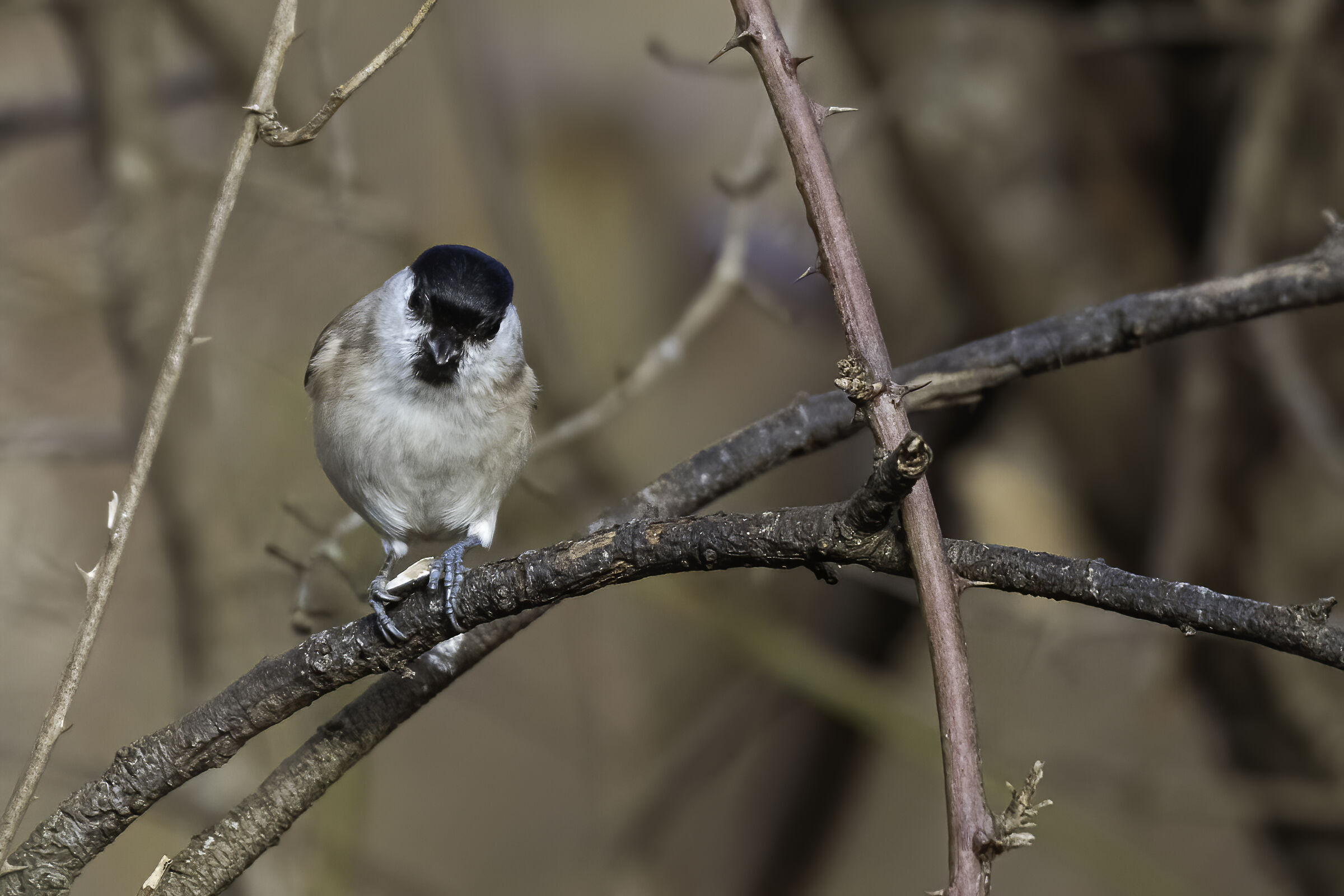 La bigia e il suo semino