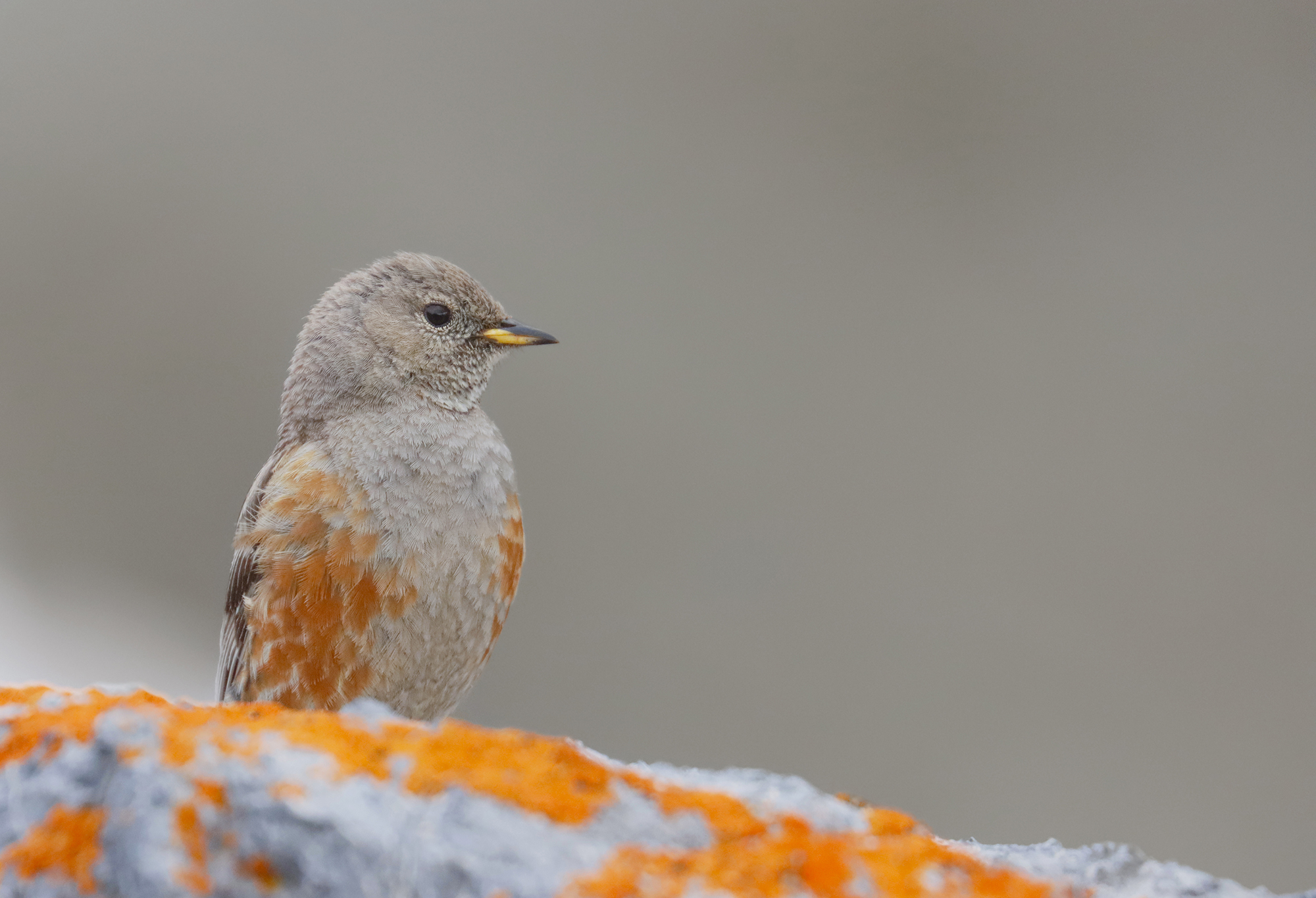 sordone step stelvio June 2020