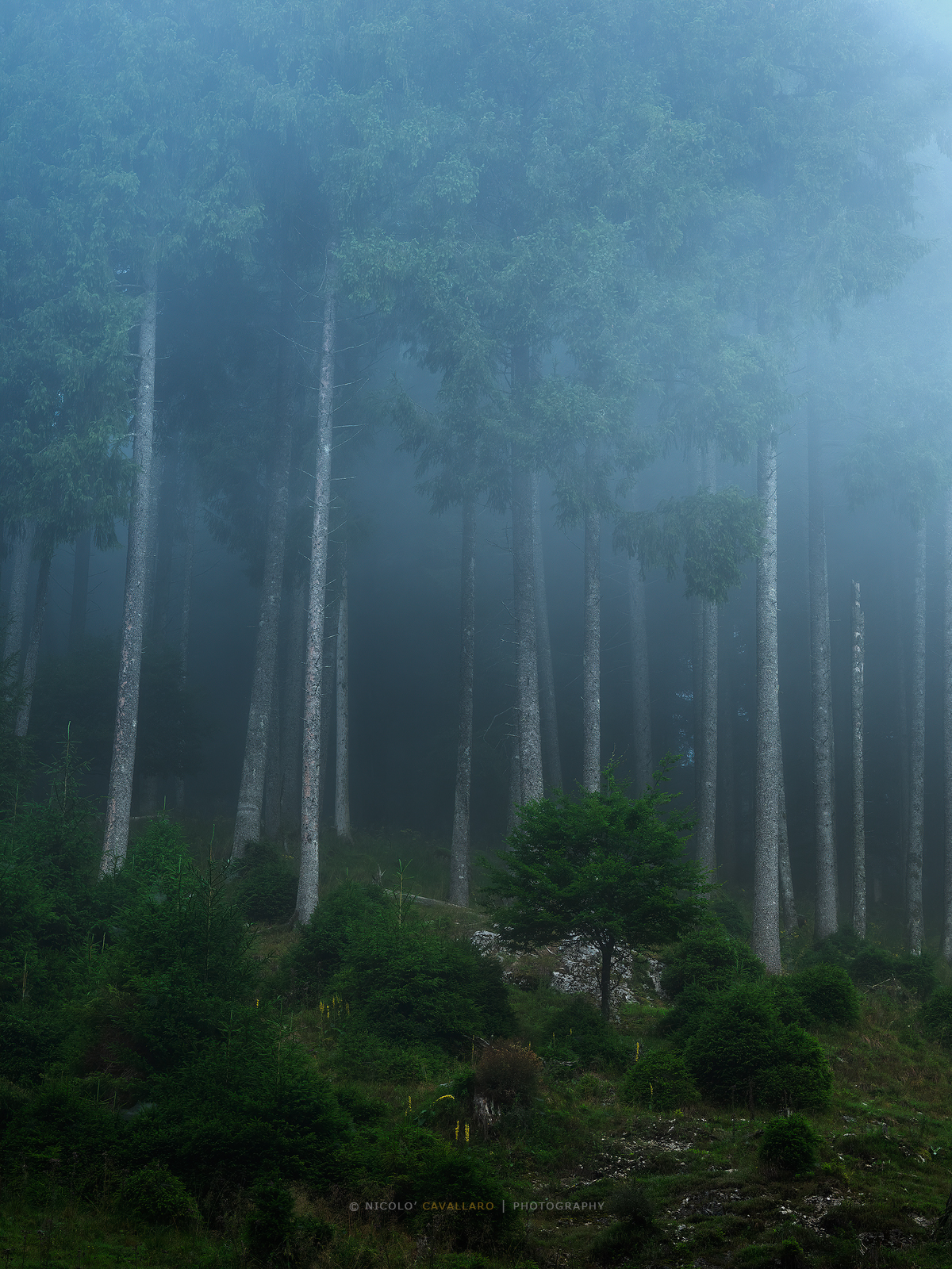 Misty forest