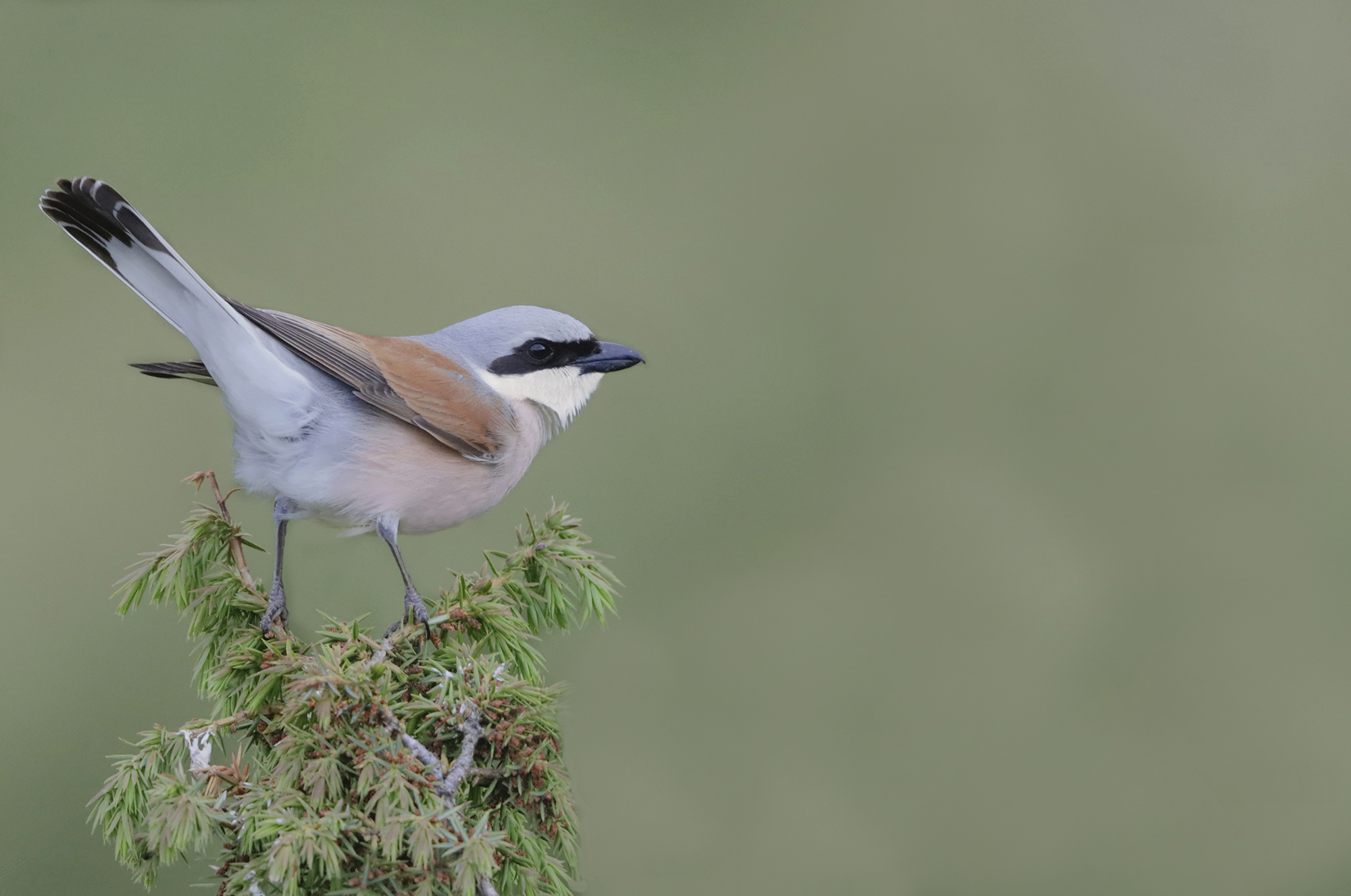 averla piccola maschio