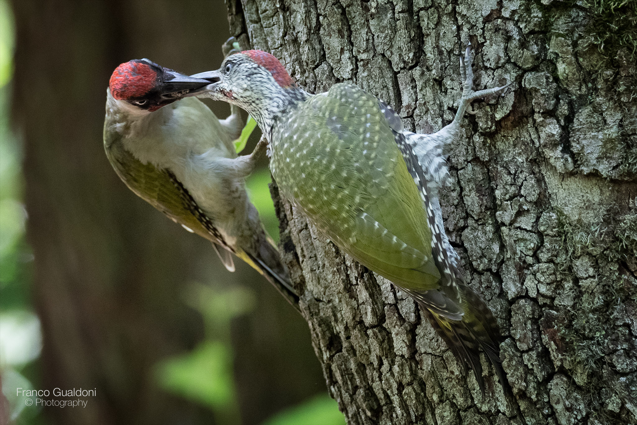 Imbeccata di Picchio Verde