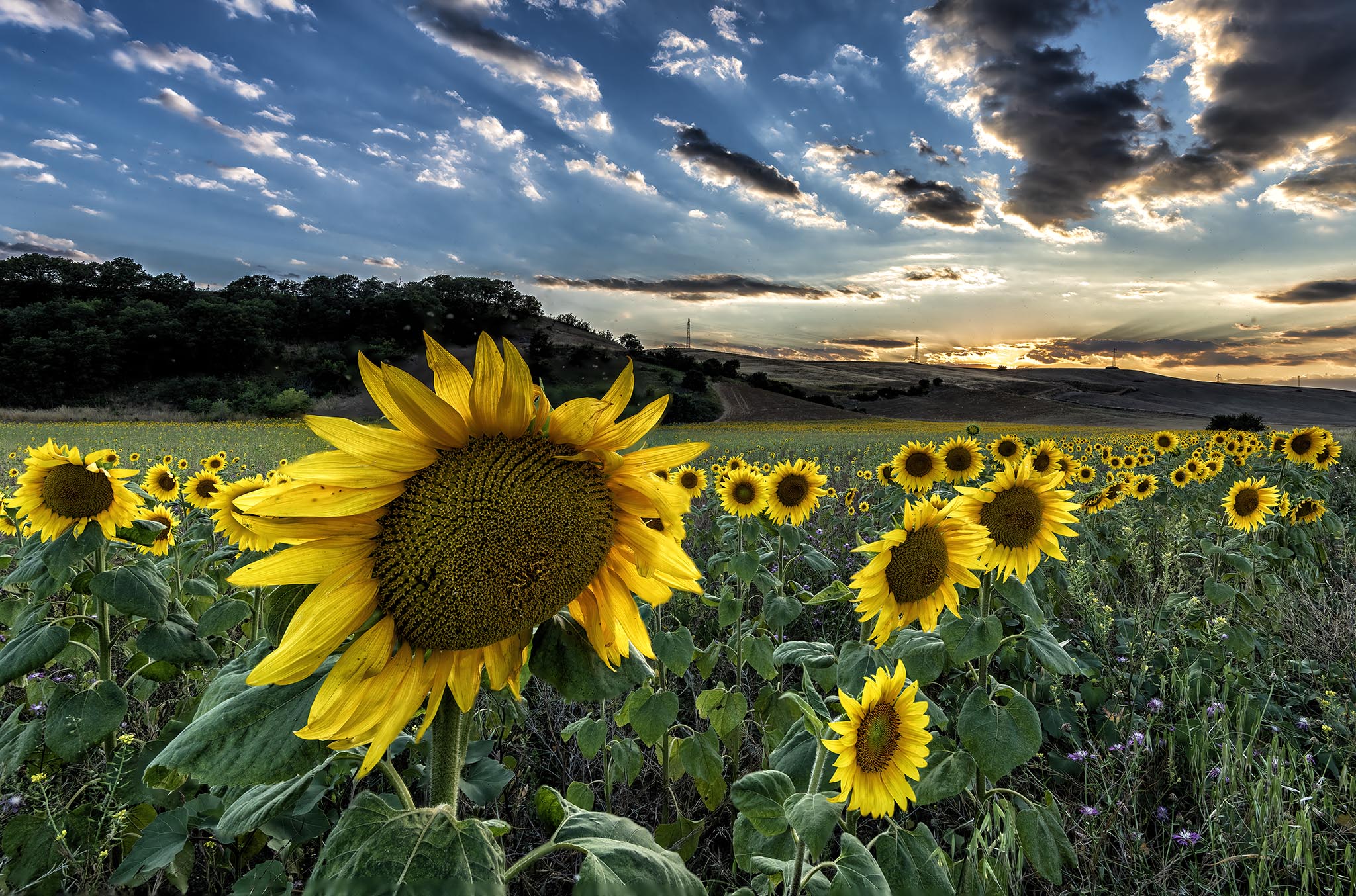 Girasoli of the Mignone Valley
