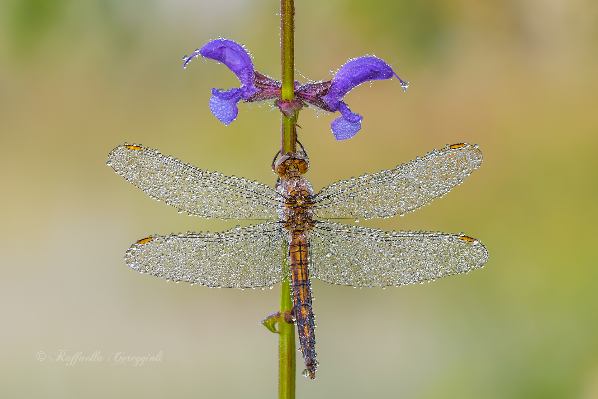 Orthetrum brunneum