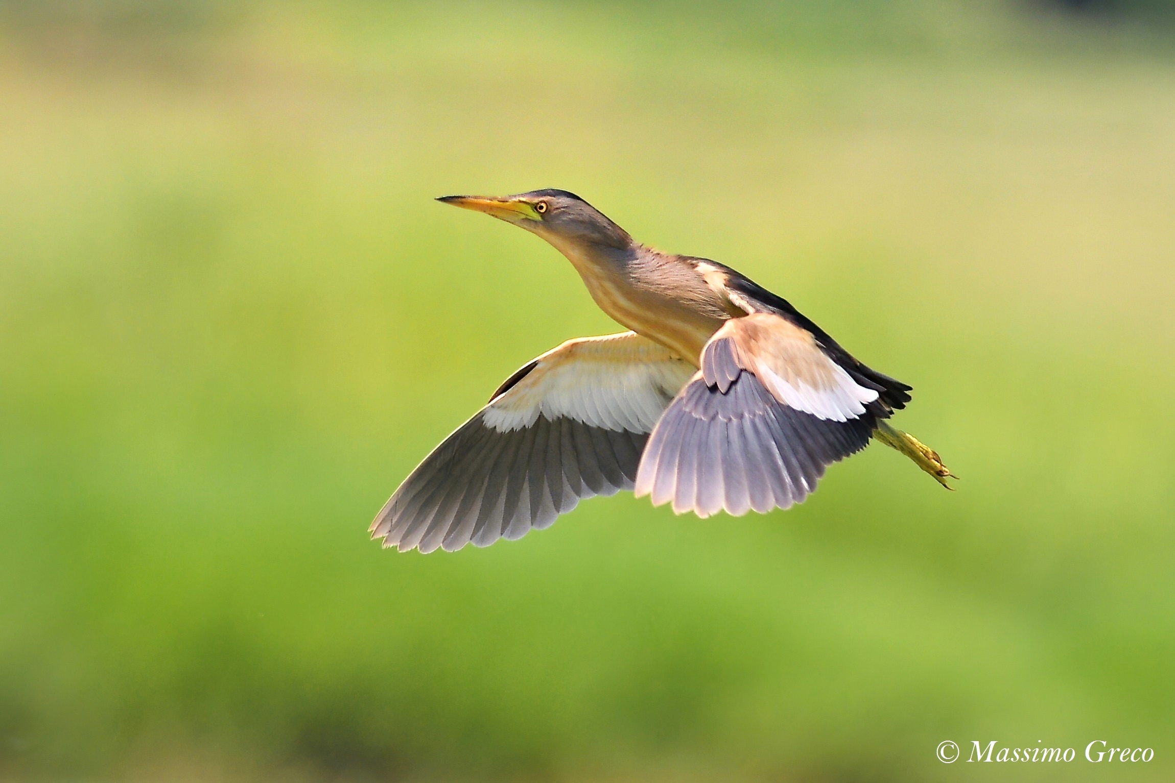 Tarabusino (Ixobrychus minutus)