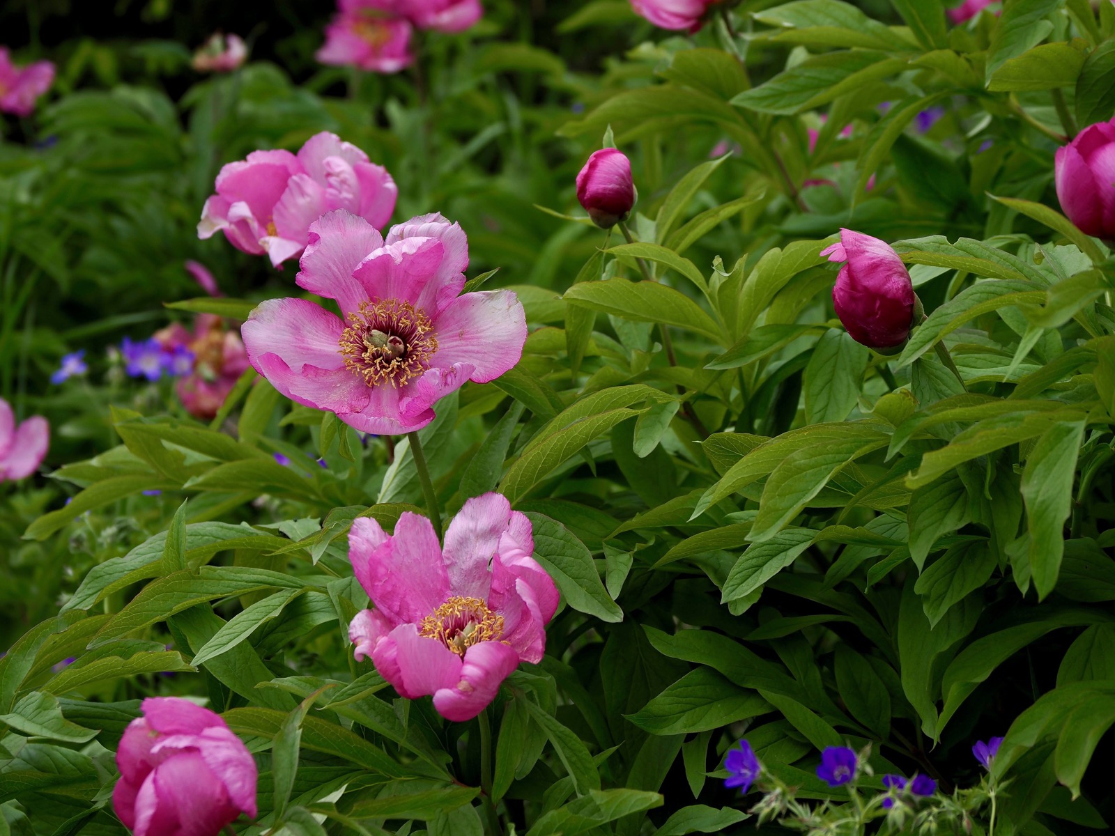 Wild peonies