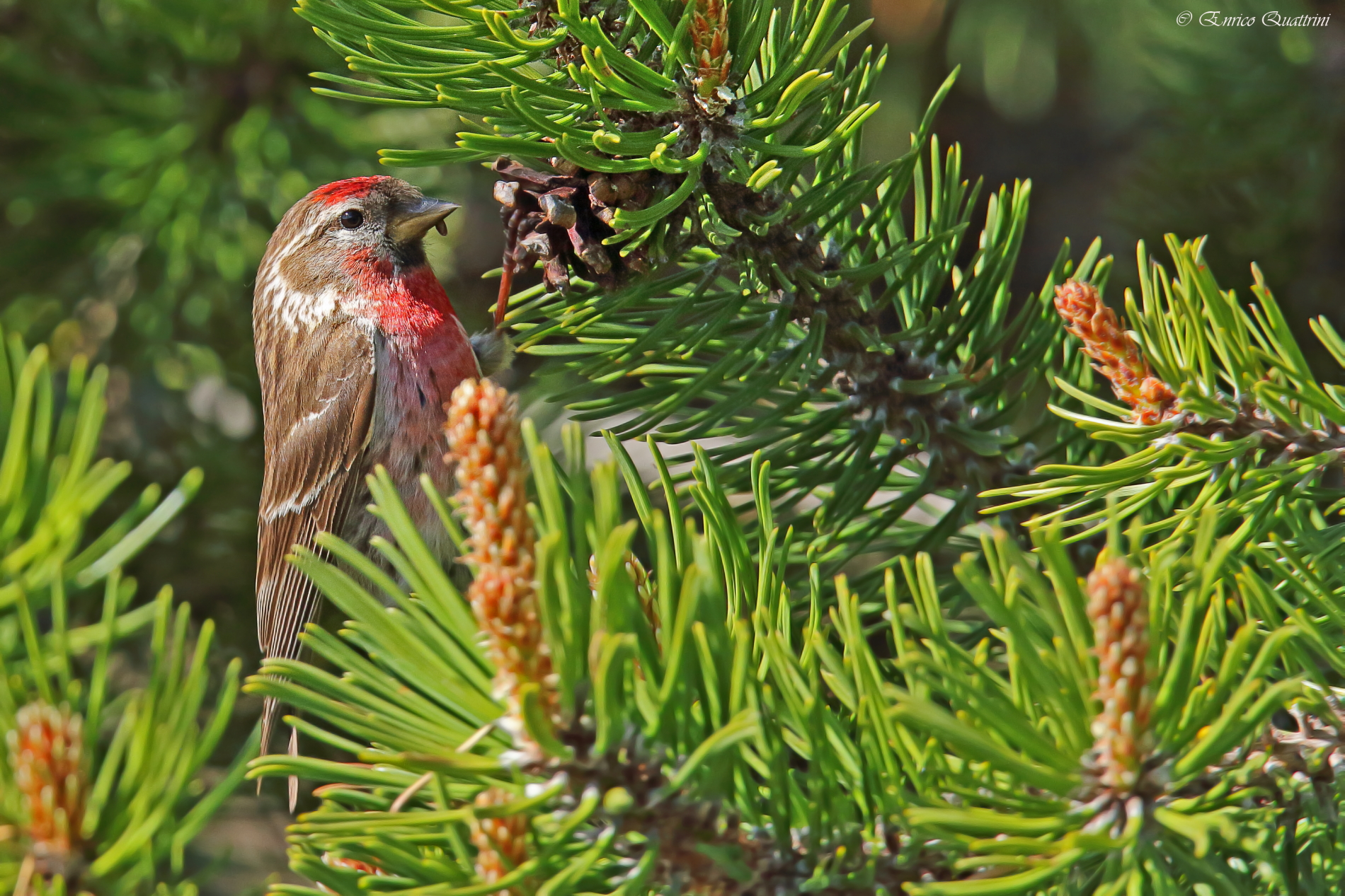 Organetto ambientato