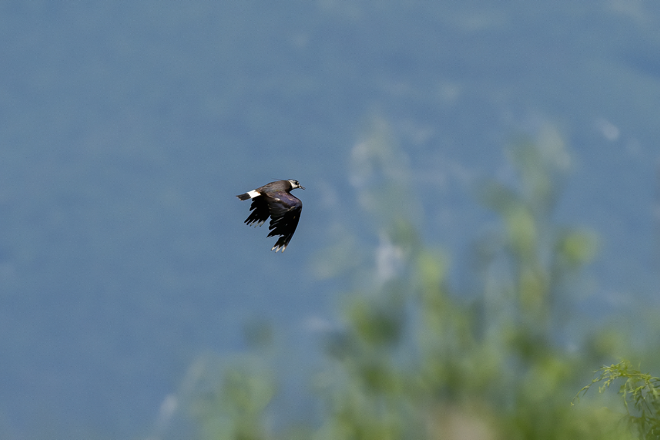 Palearctic peacock 02