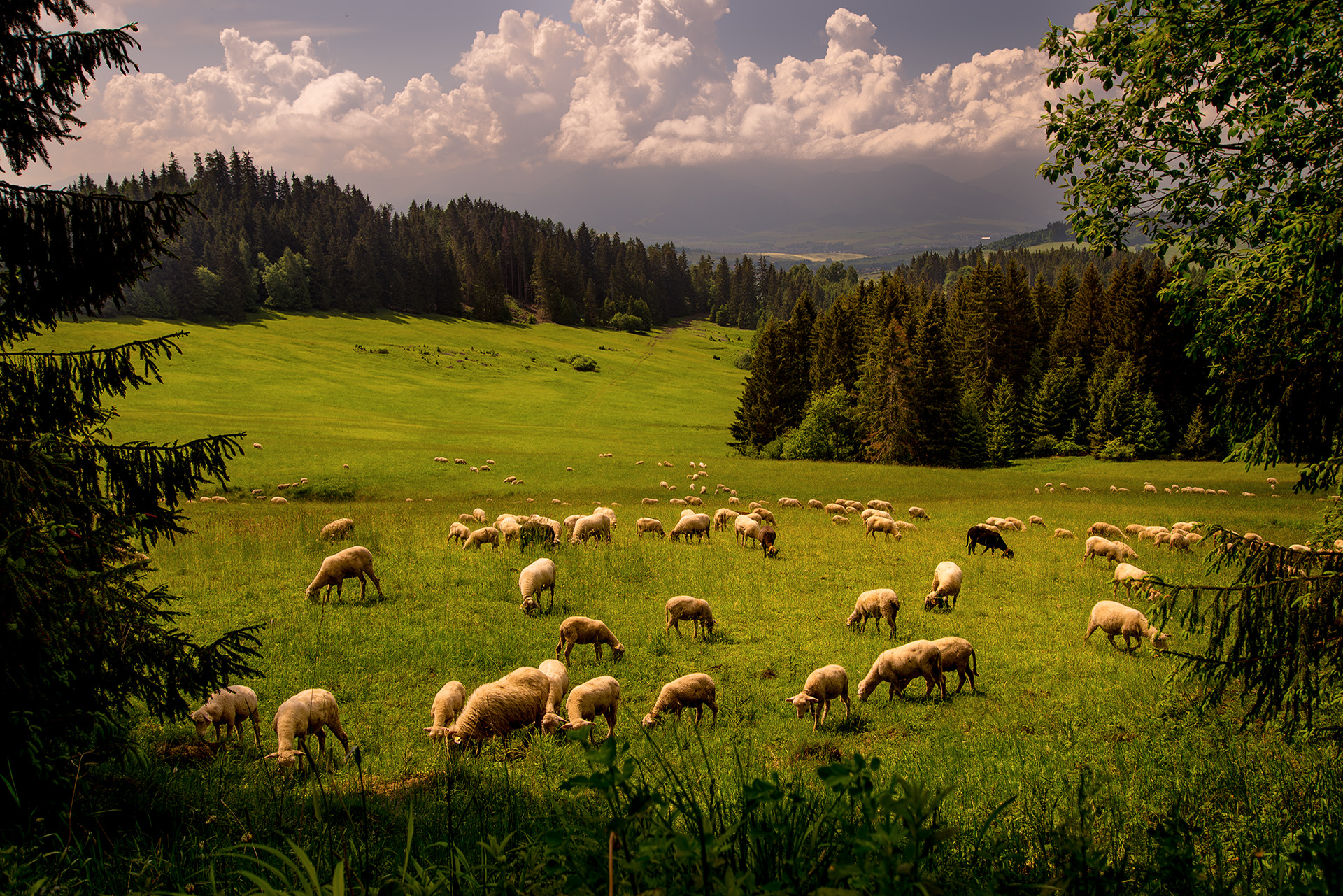 Slovenosco vaj'iarsko