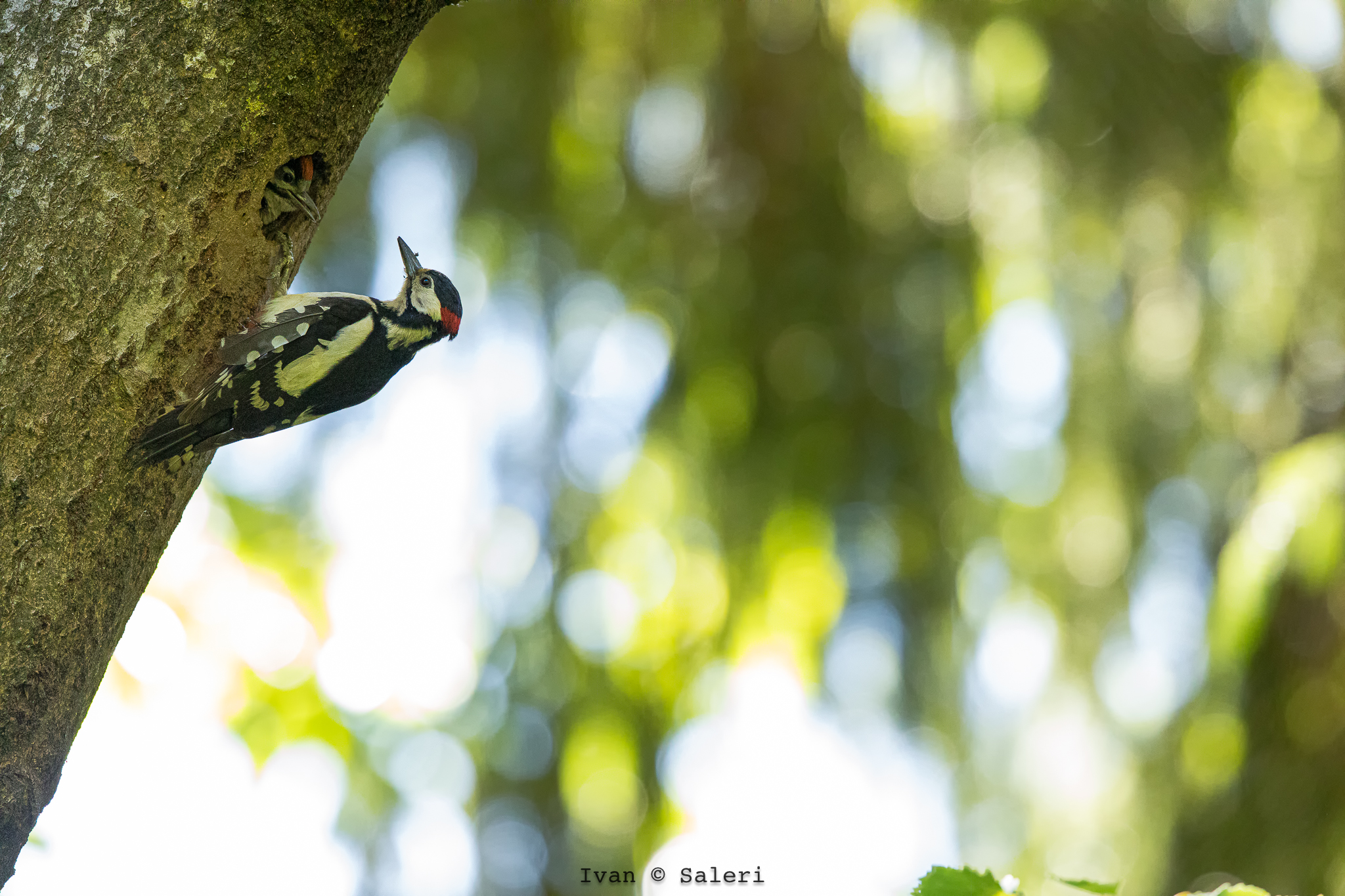 Picchio Rosso Maggiore