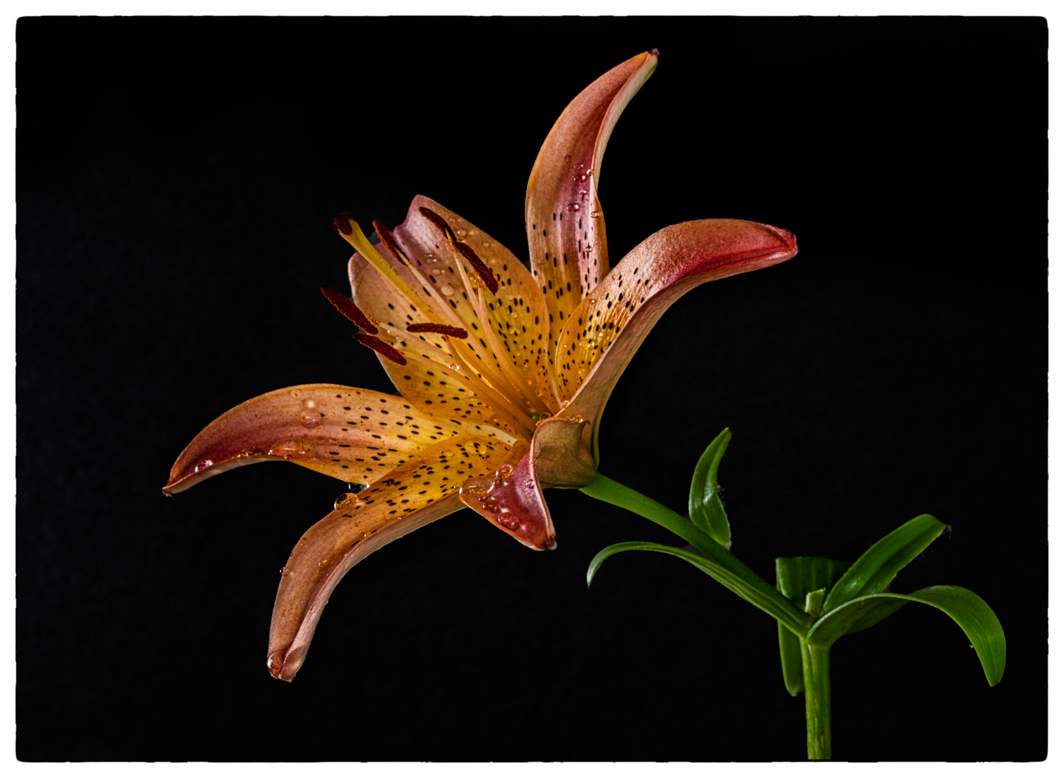 Tigre Lily dal campo.