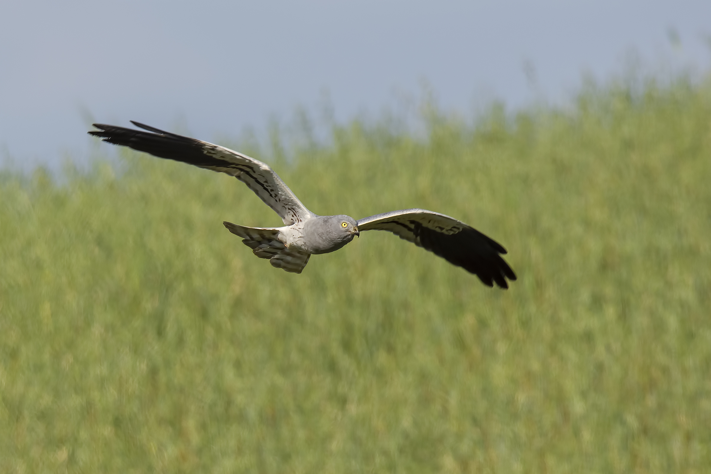 Albanella minore maschio