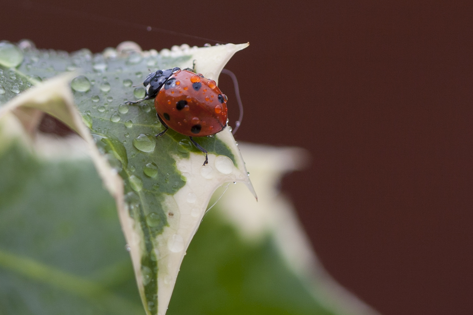 Lucky drops - drops of luck