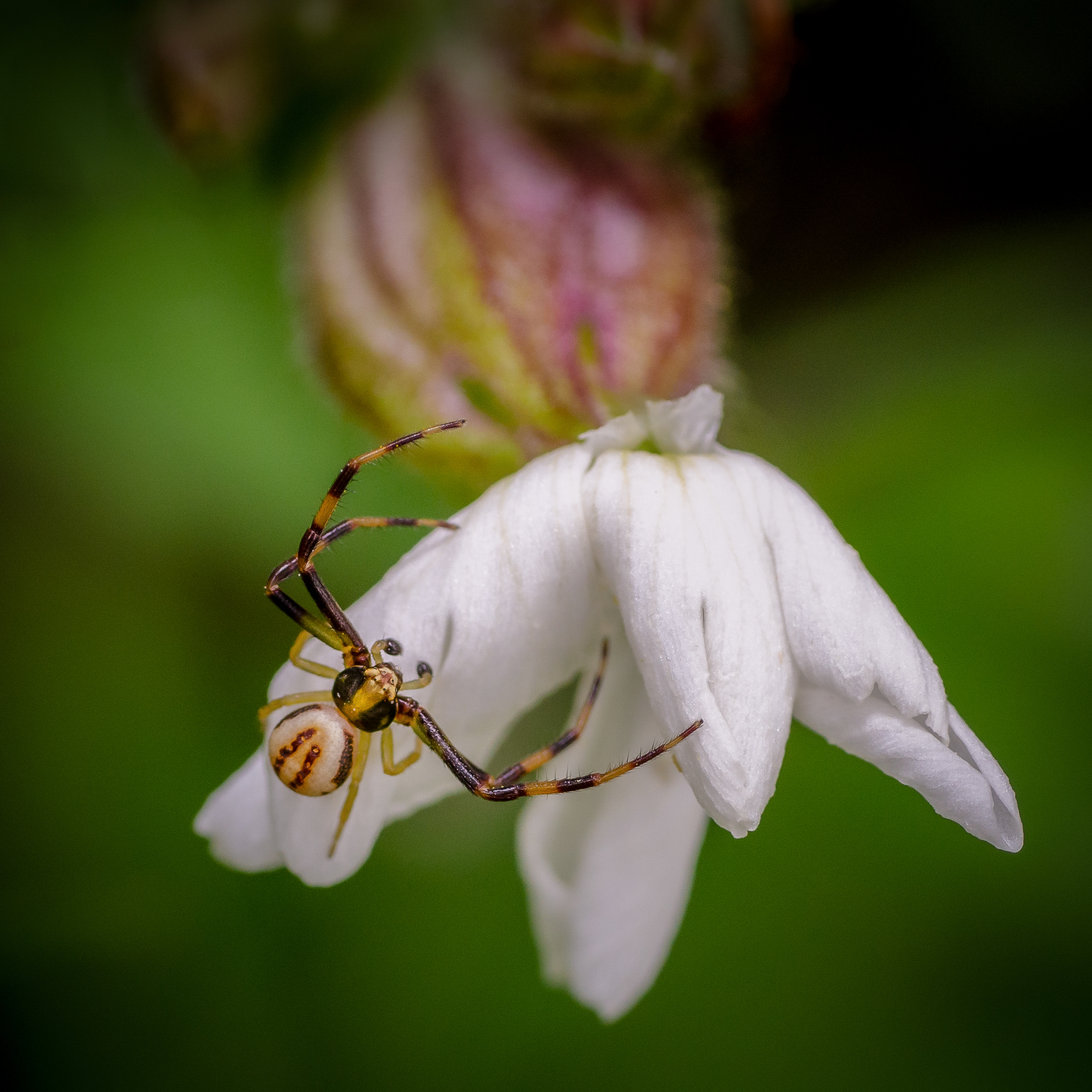 Male crab spider