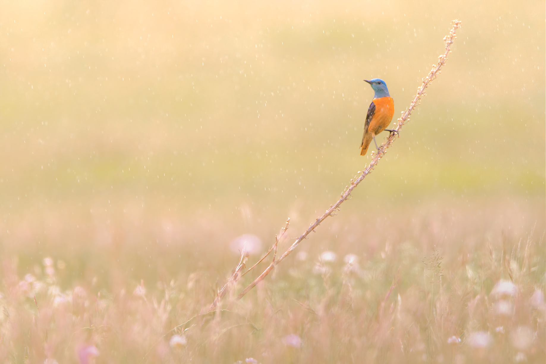 Insolito Codirossone