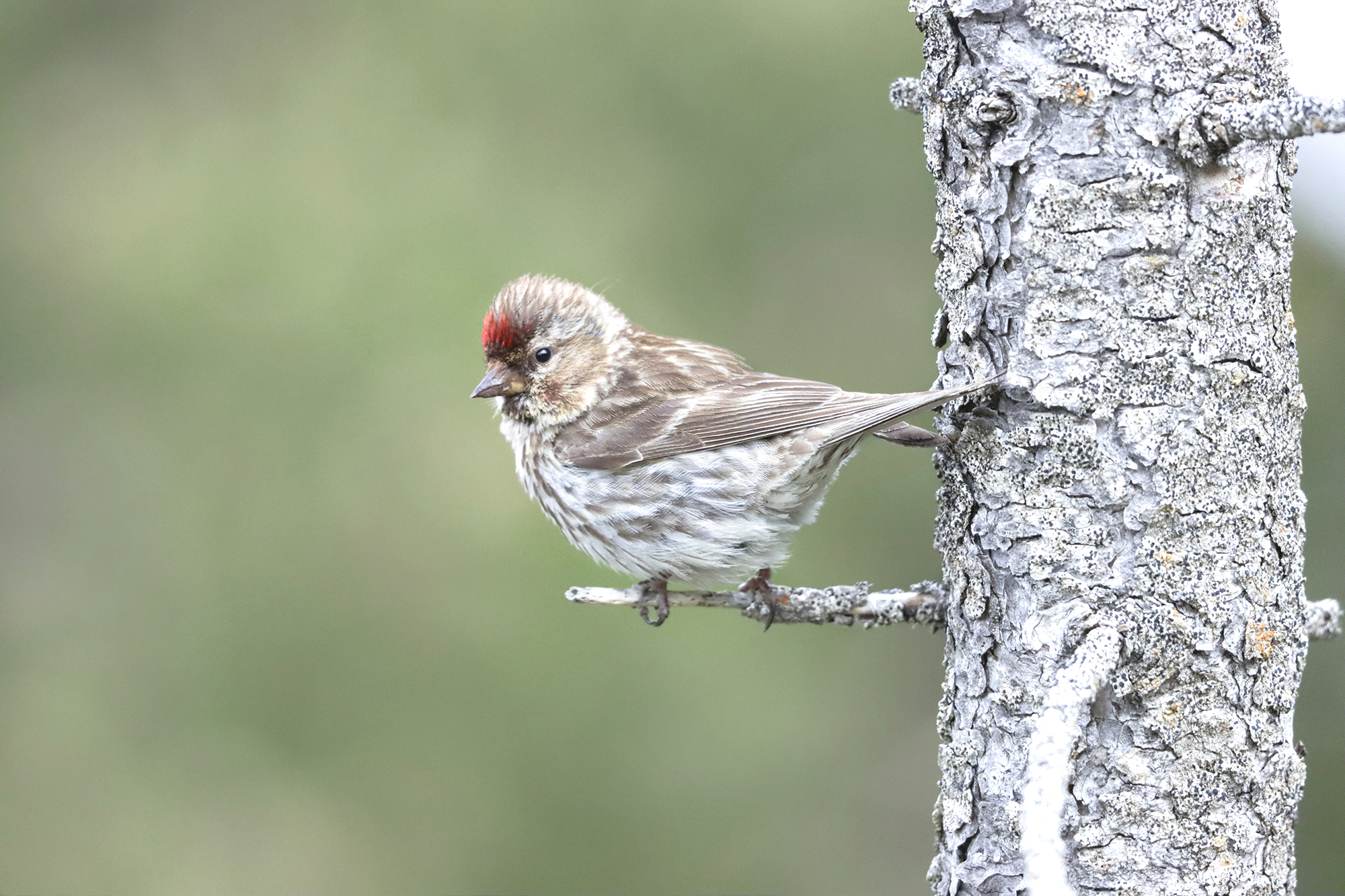 0rganetto su pino mugo secco